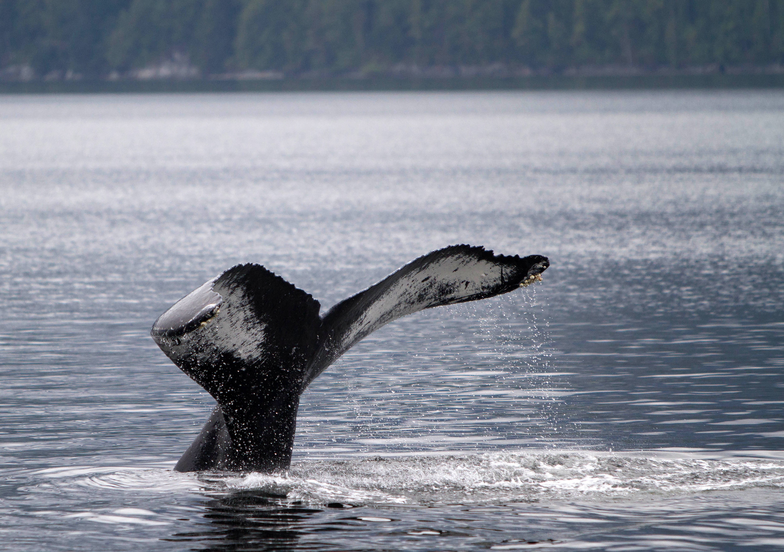 Another whale tail/fluke