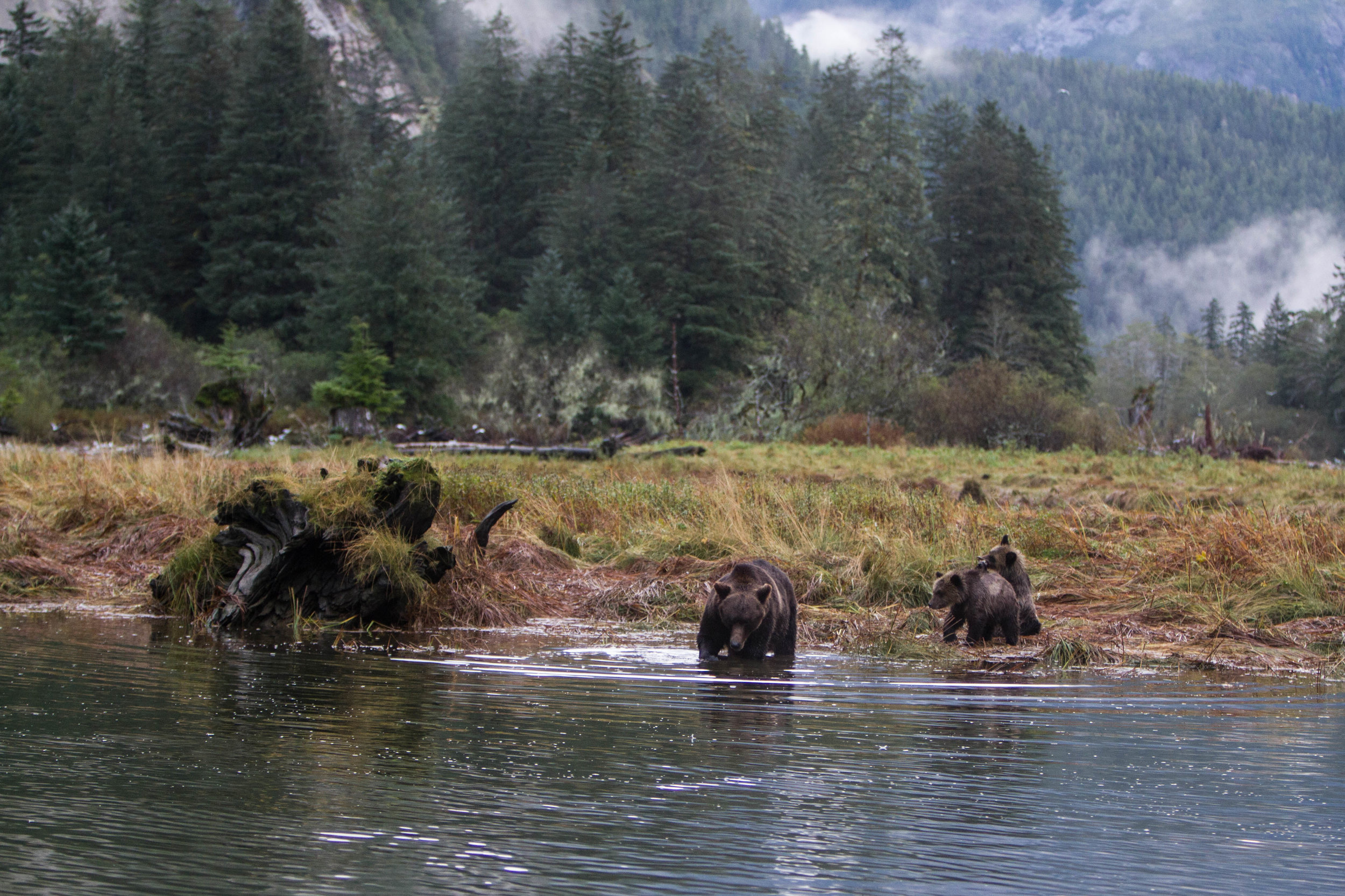 Grizzly and cubs