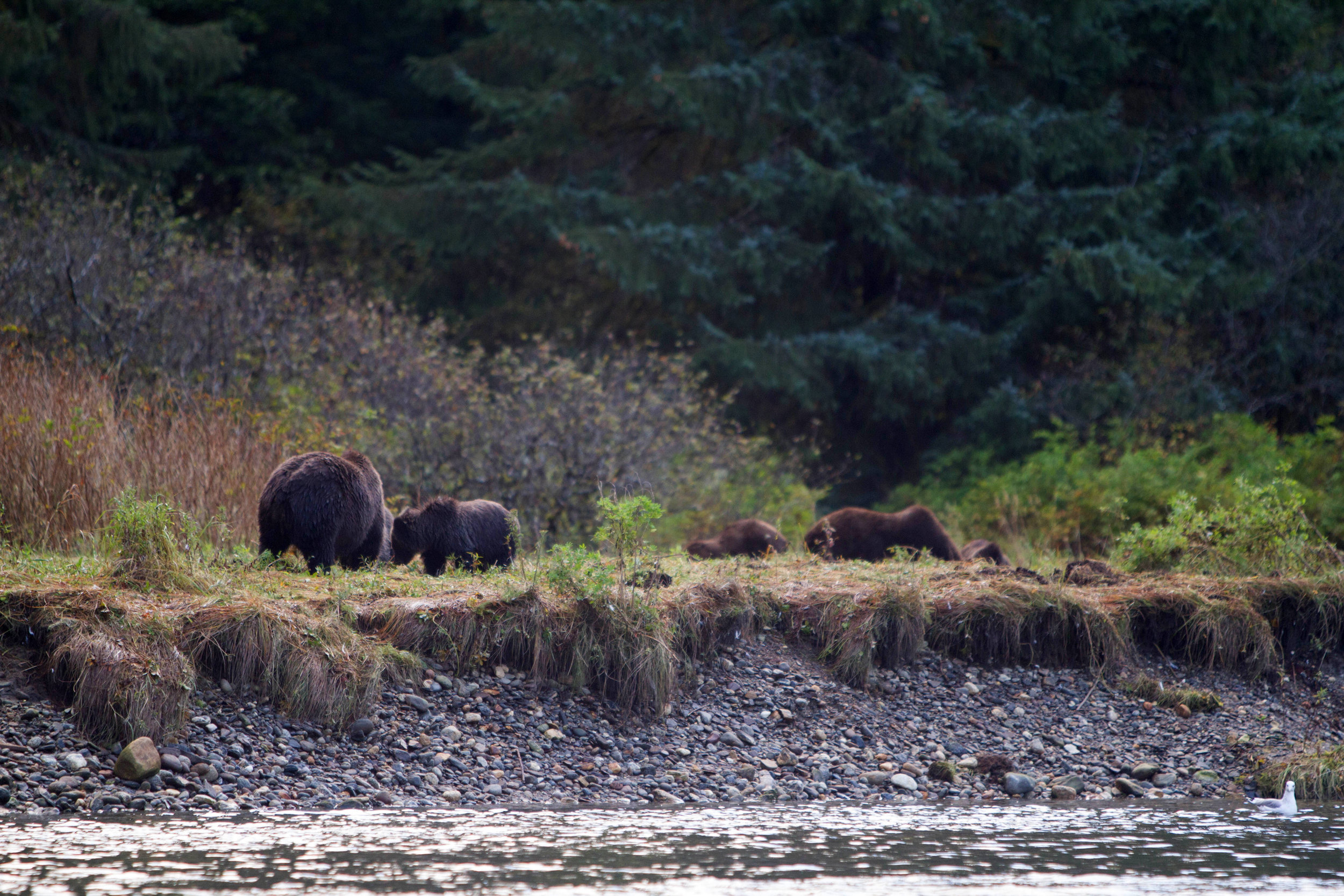 Six bears are in this photo