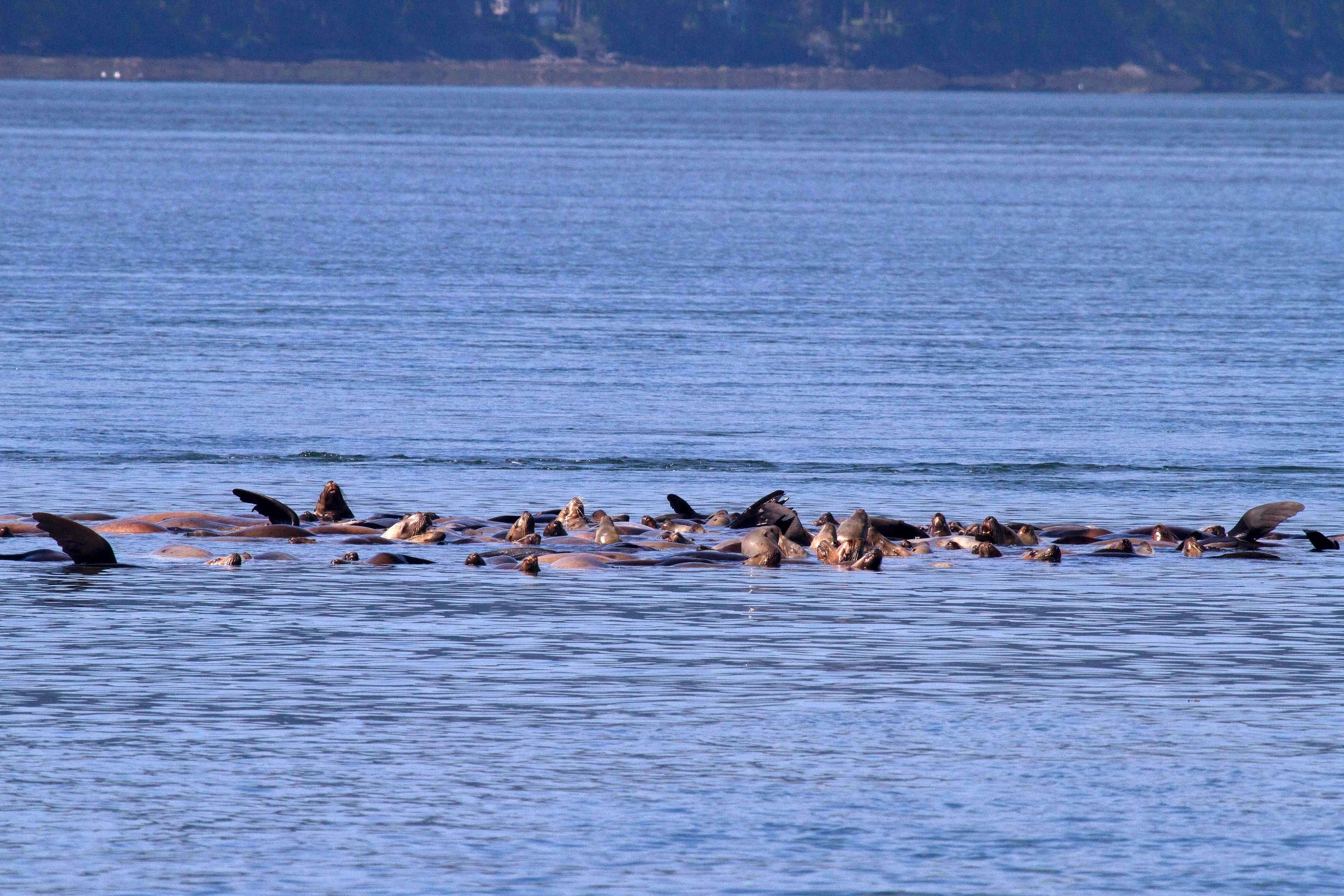 A Raft of Stellar Sea Lions