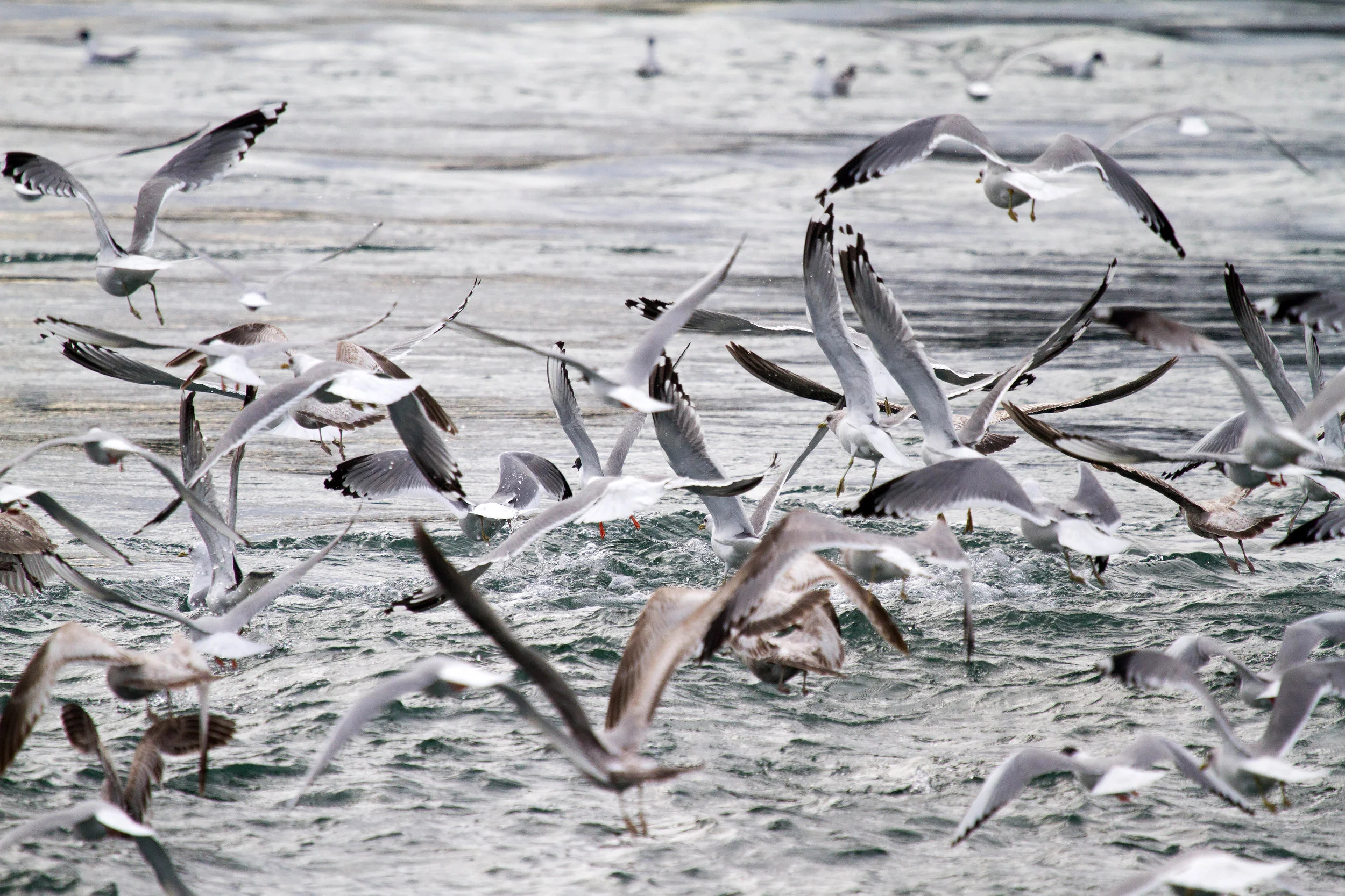 Birdy butts