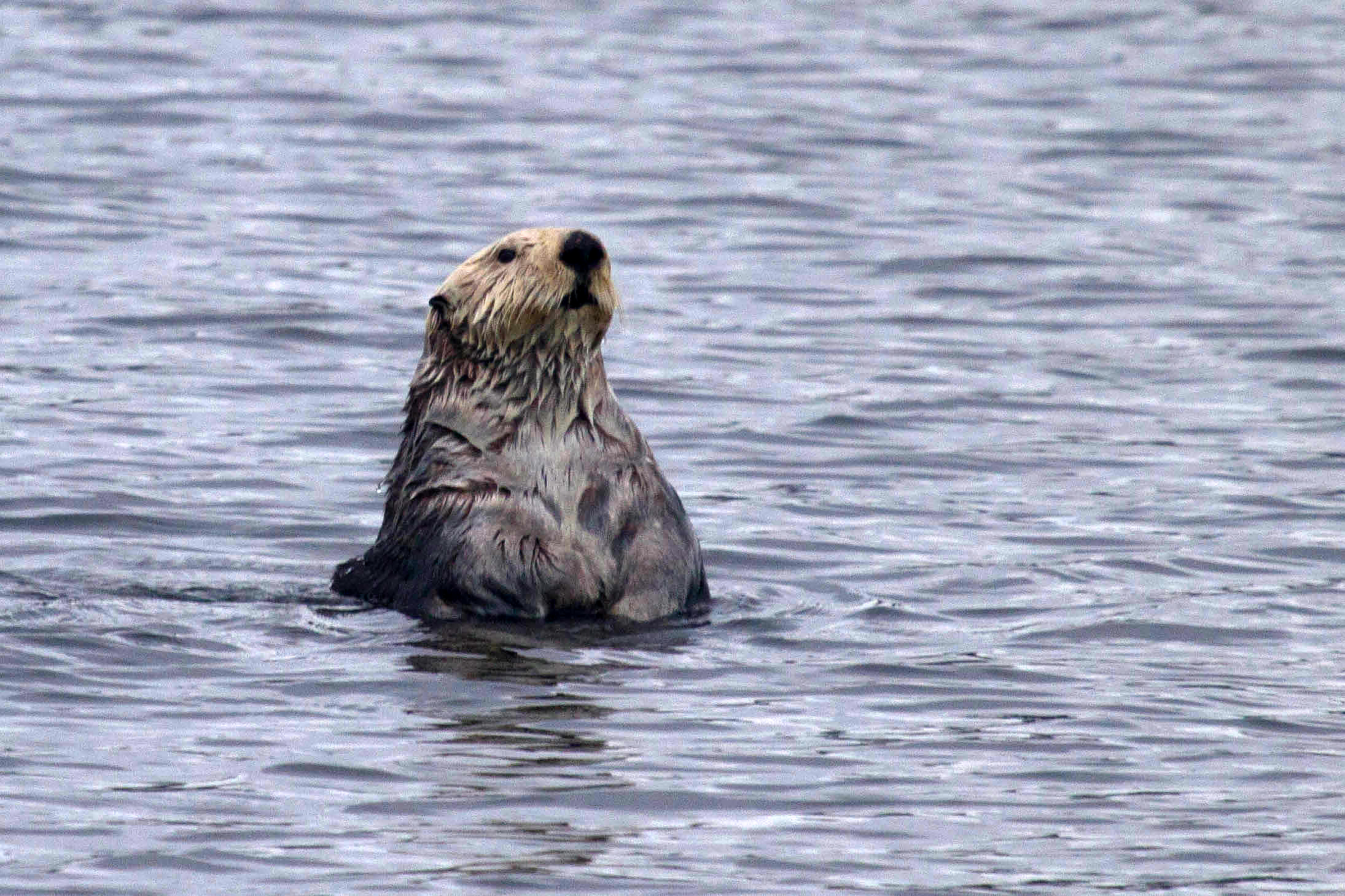 Sea Otter