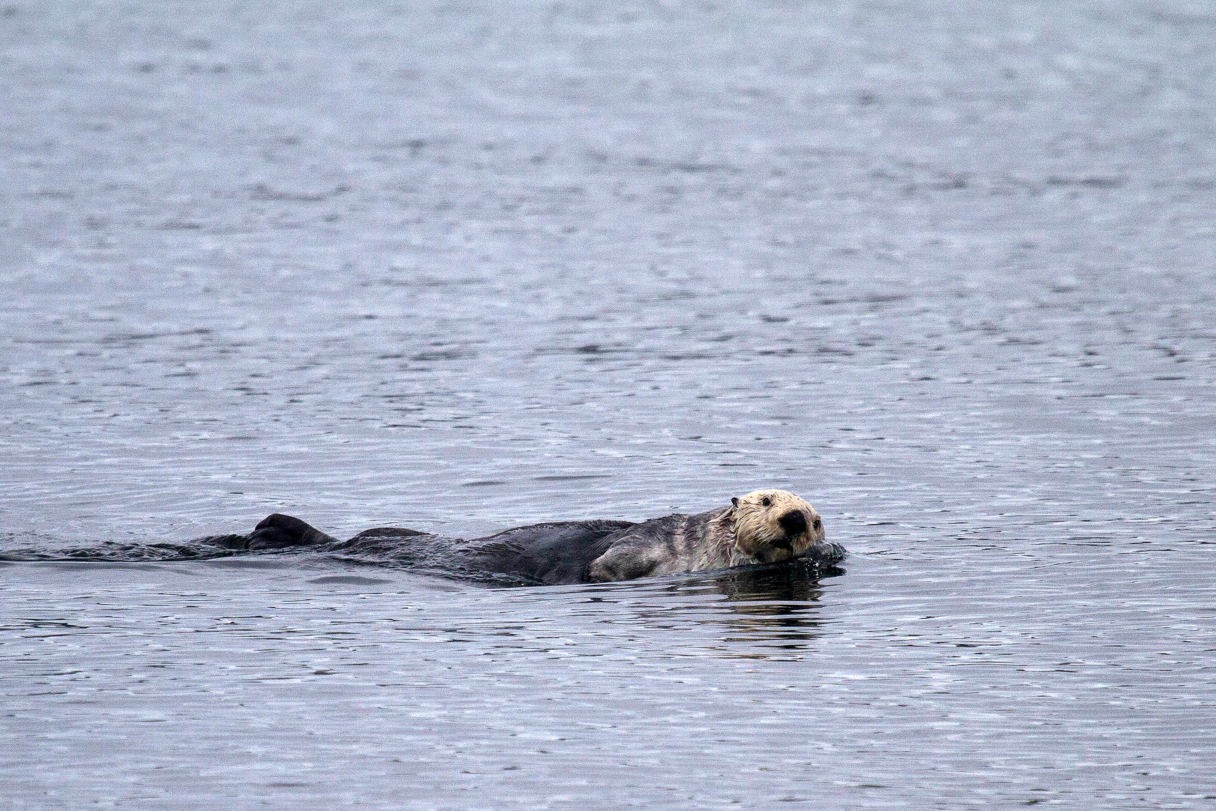 Sea Otter