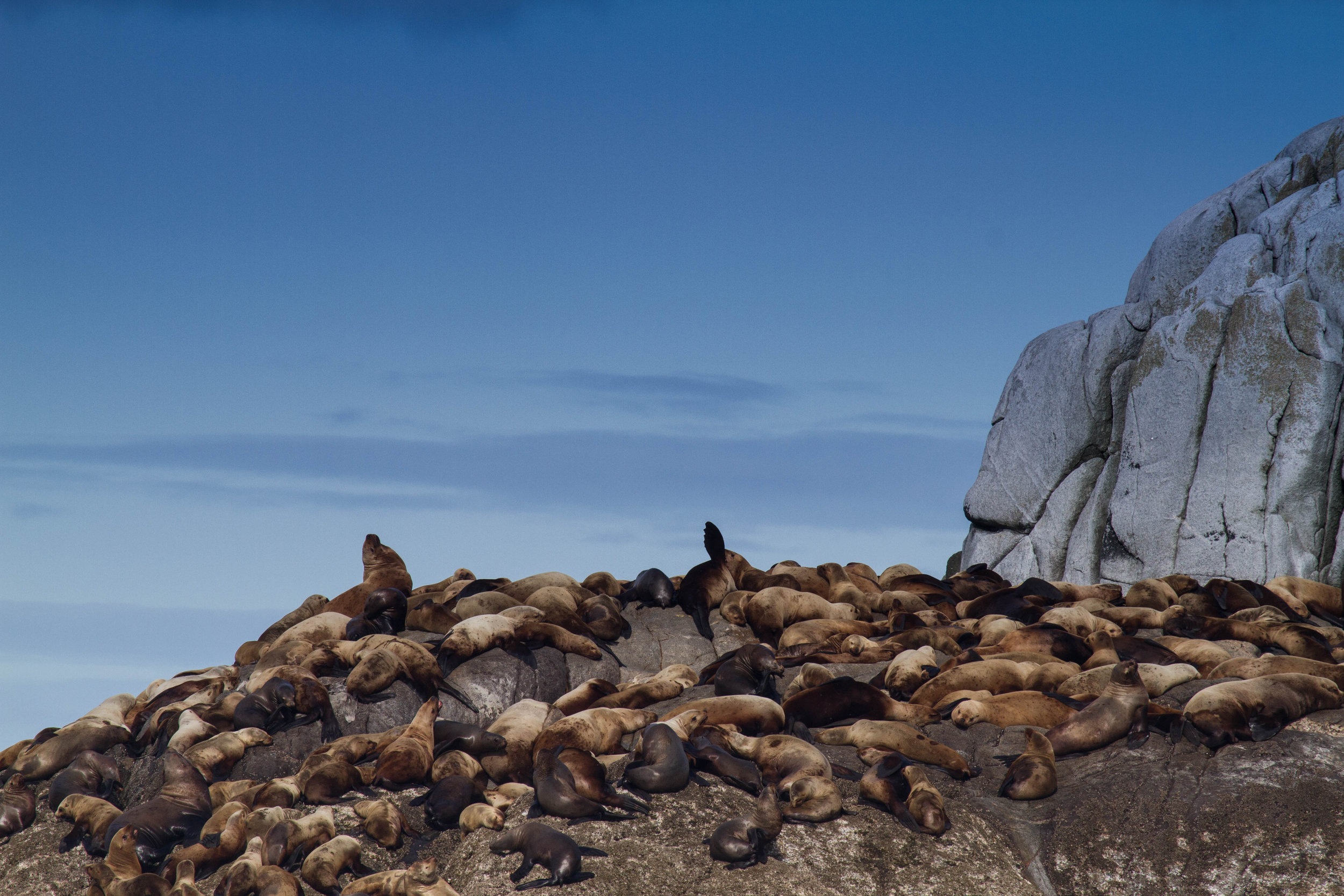 Stellar Sea Lions