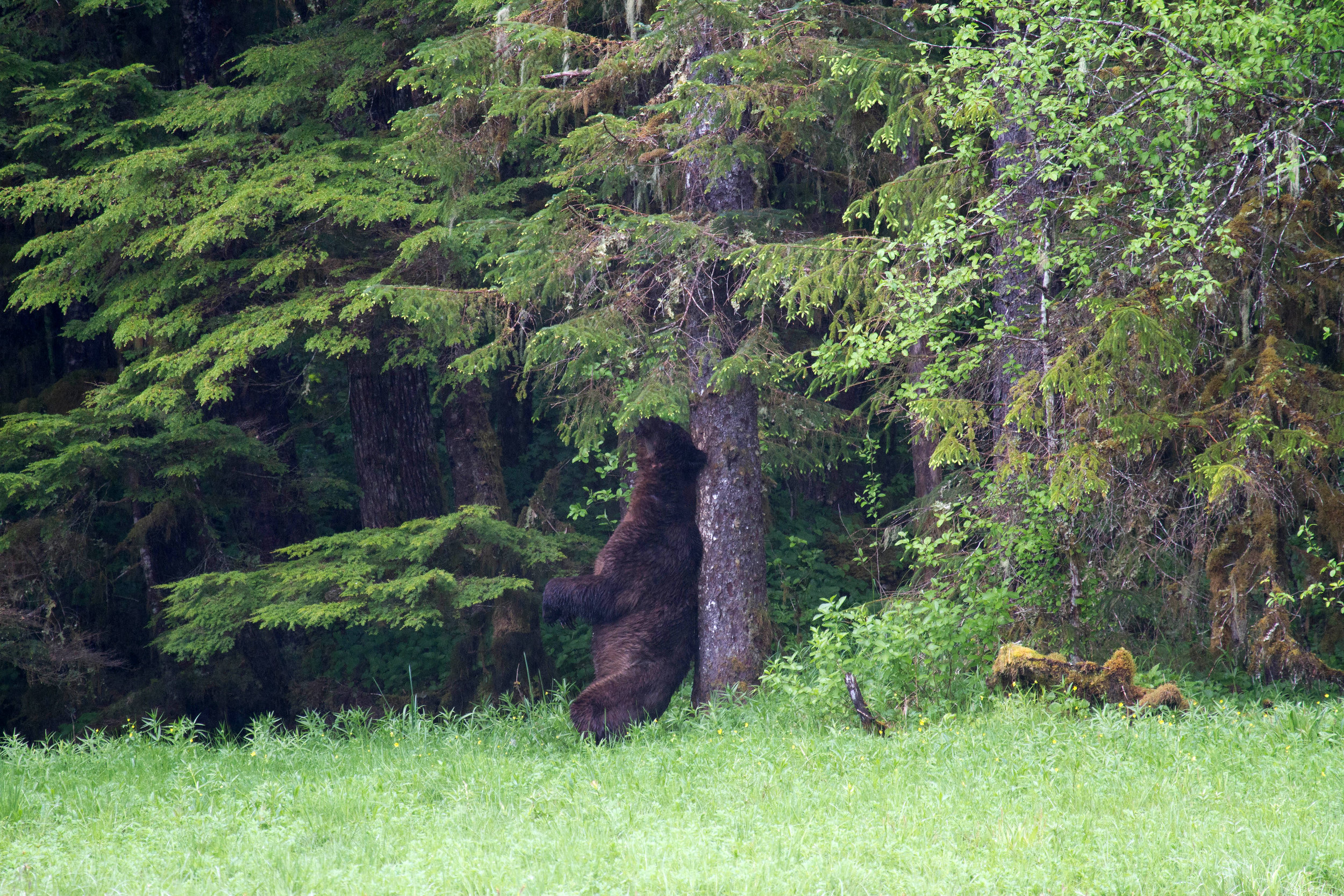 Rub tree