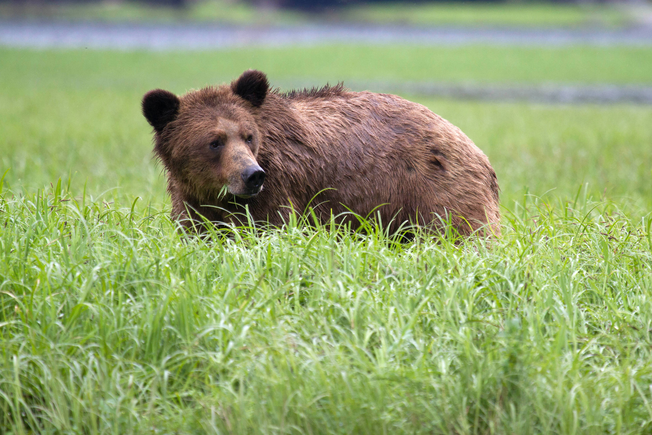Another grizzly eating sedge grass