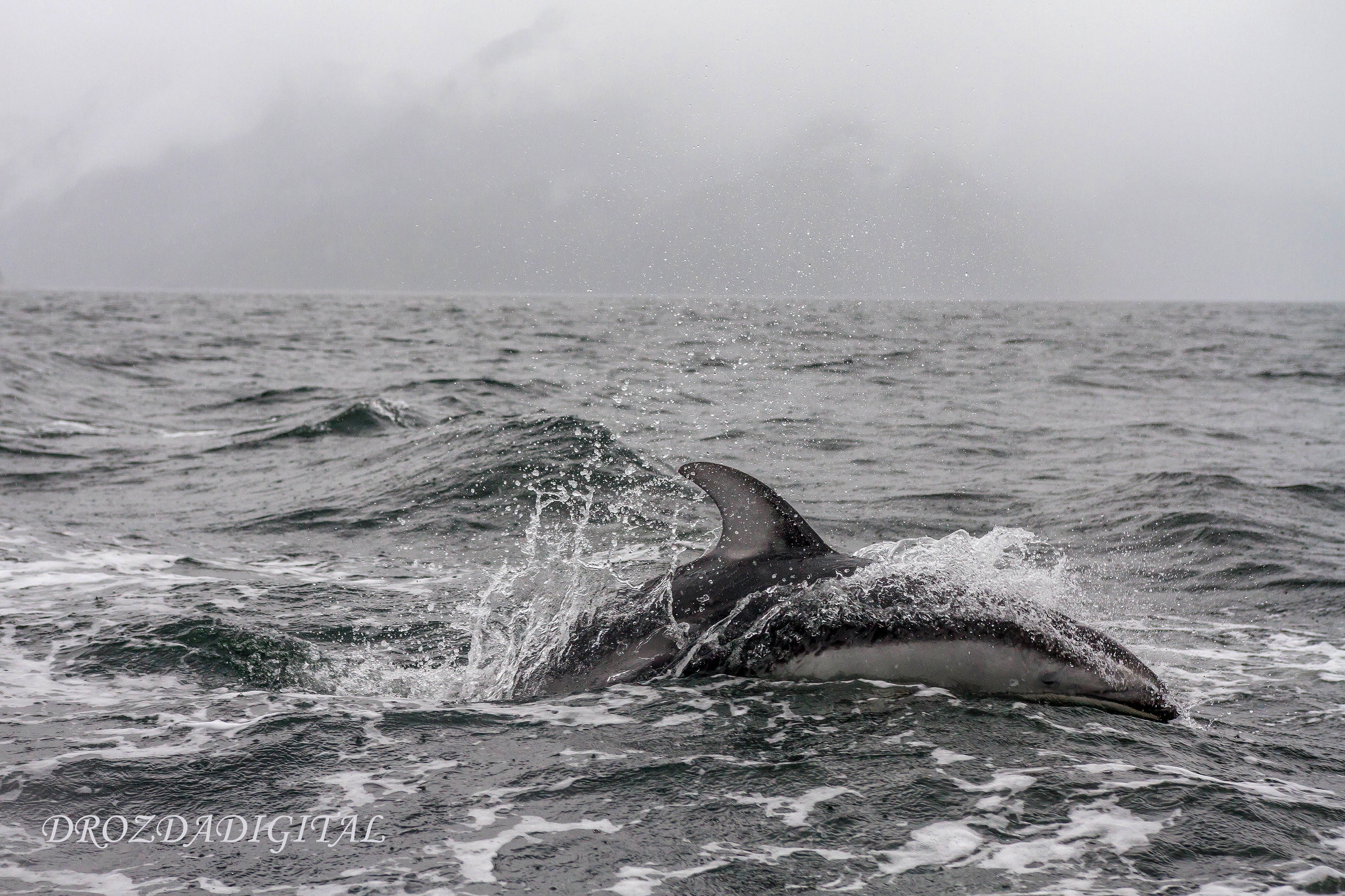White Sided Dolphin