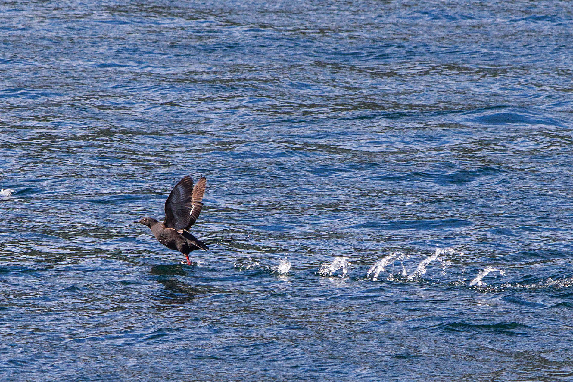 IMG_3962.jpg