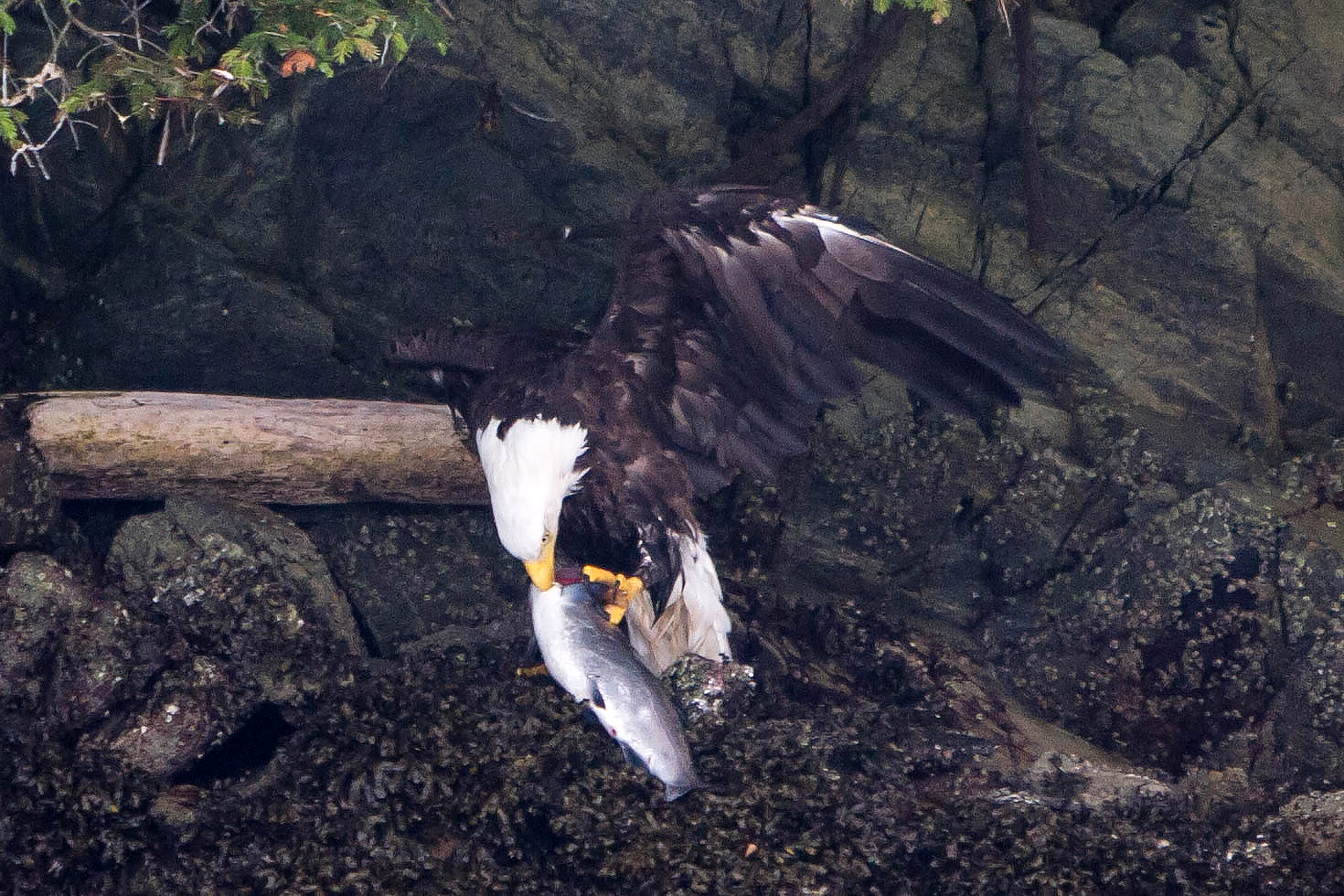Eagle Brunch