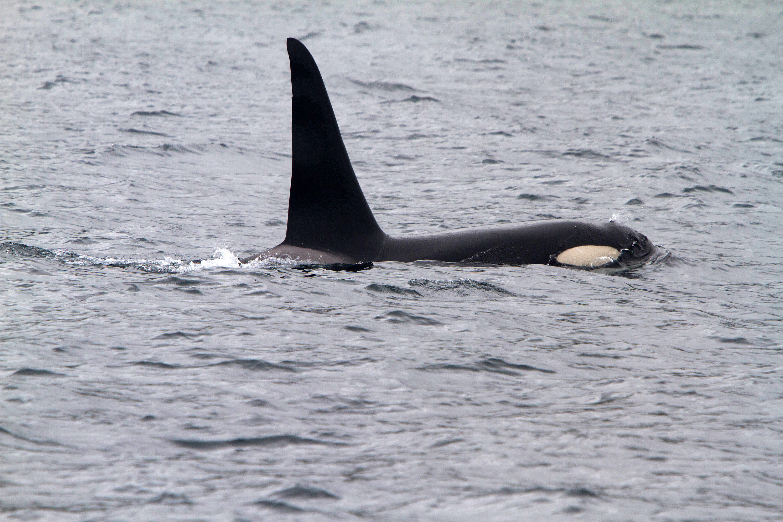 Orca Male
