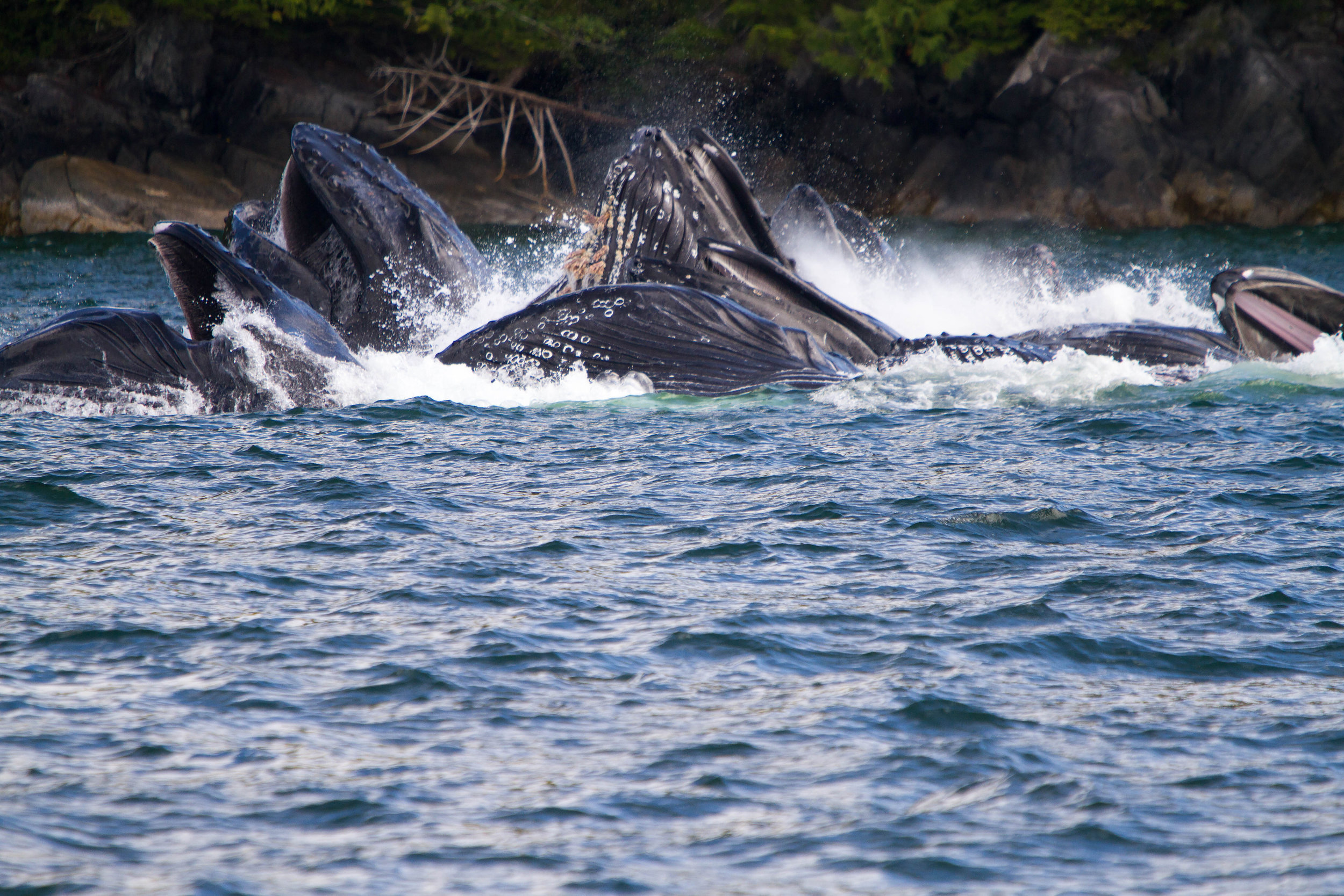 Bubble net feeding