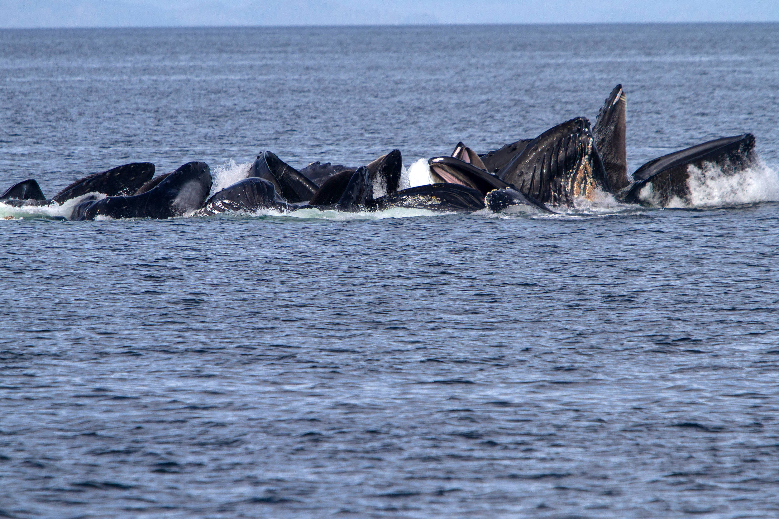 Big group of Humpbacks bubble net feeding