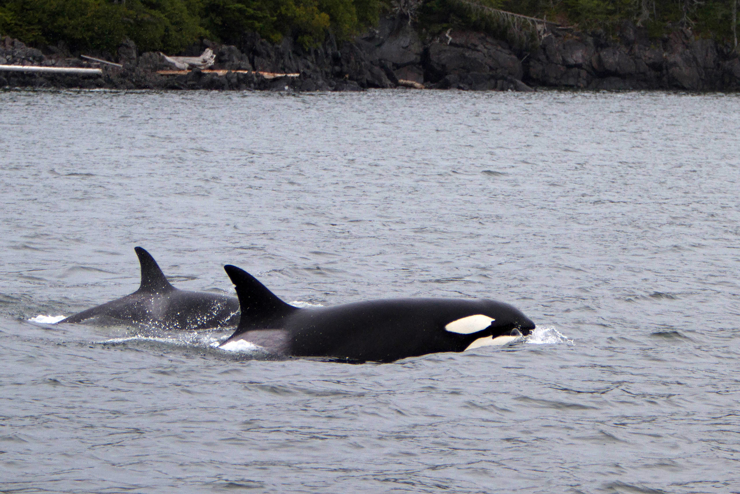 Transient Orcas