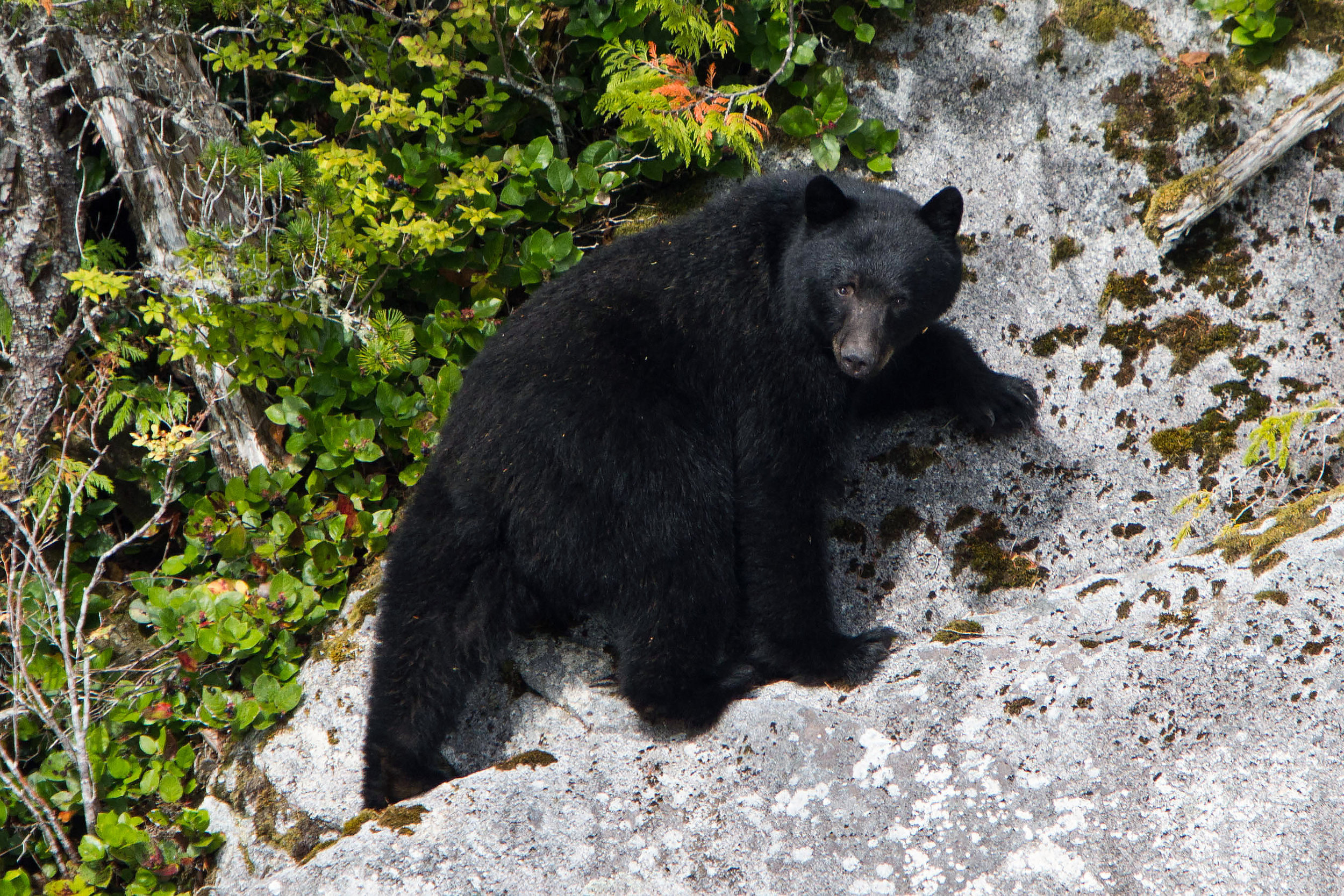 Black Bear