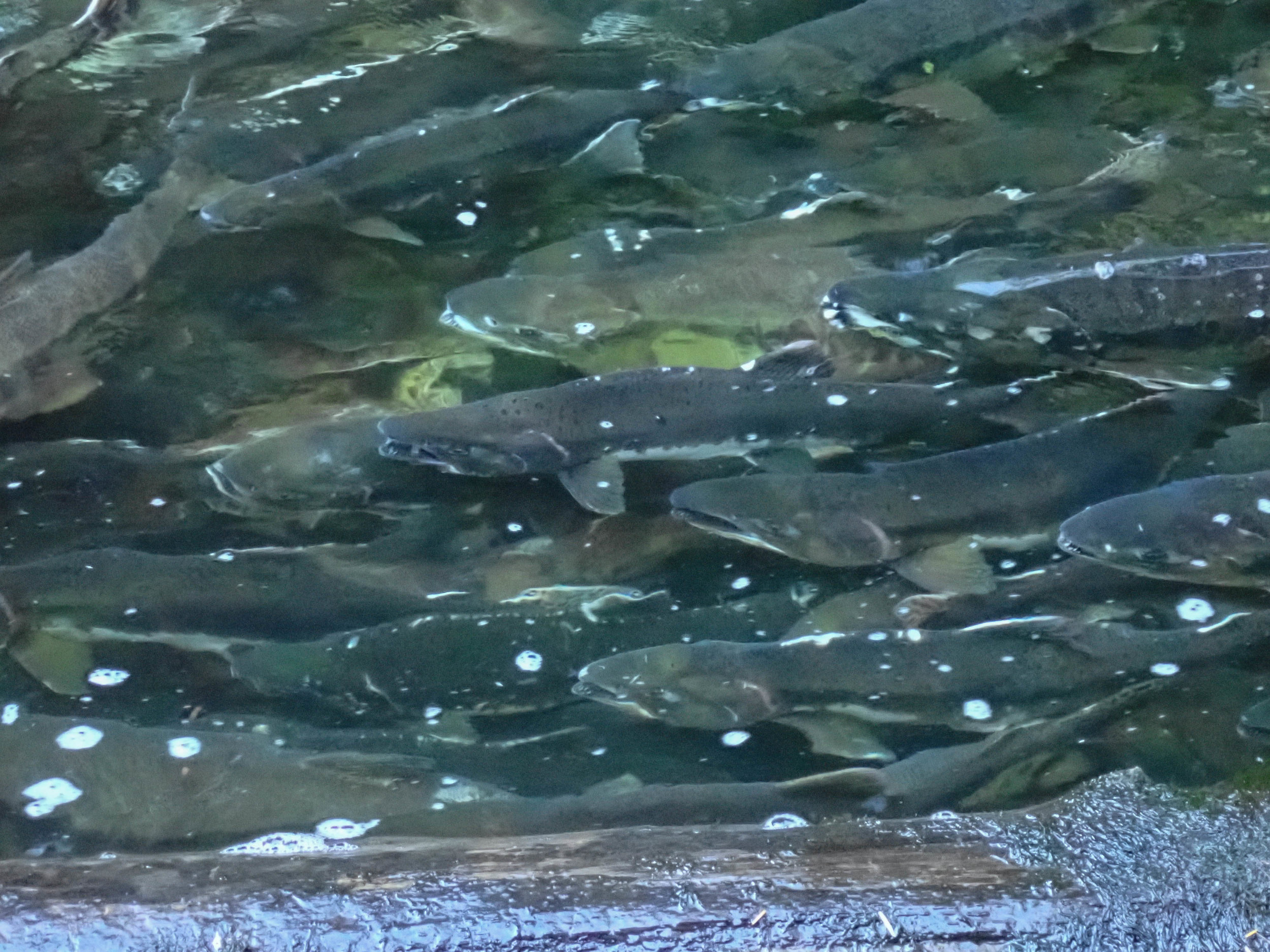 PA010031.jpg