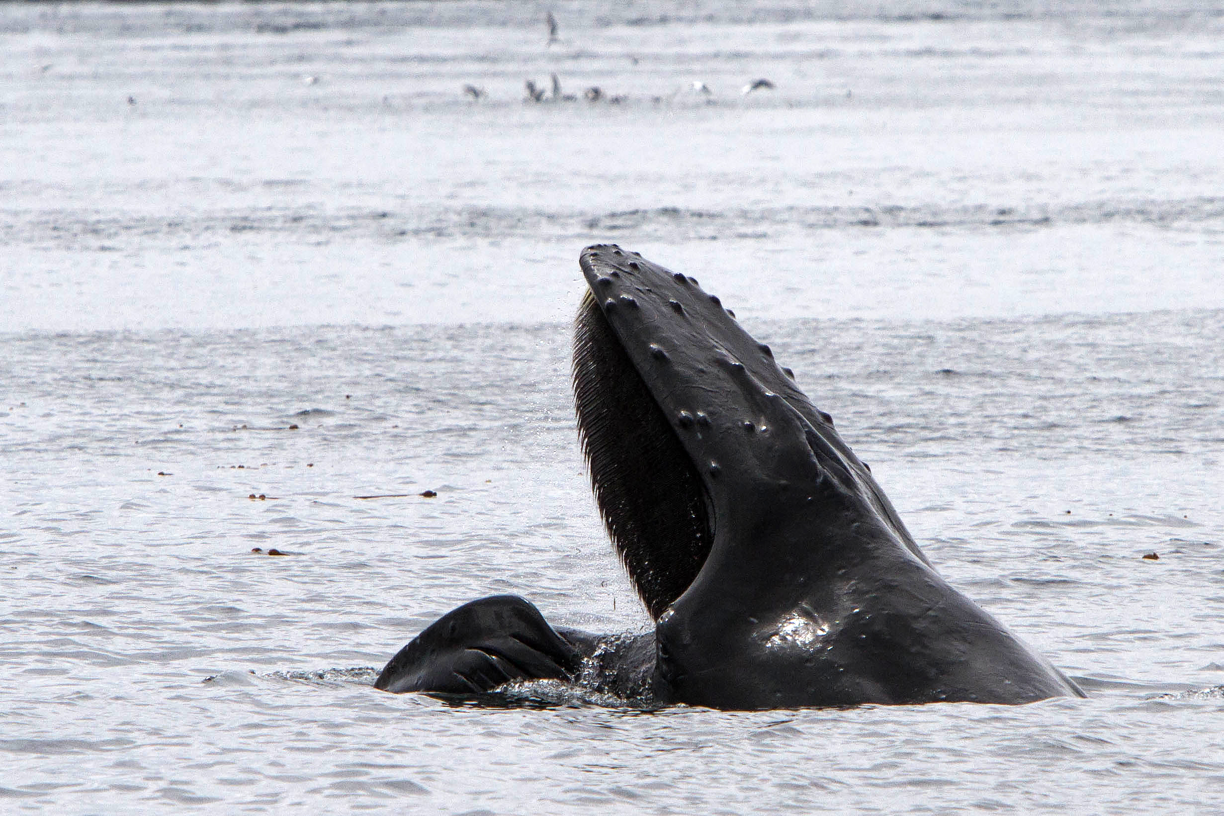 Humpback Feeding