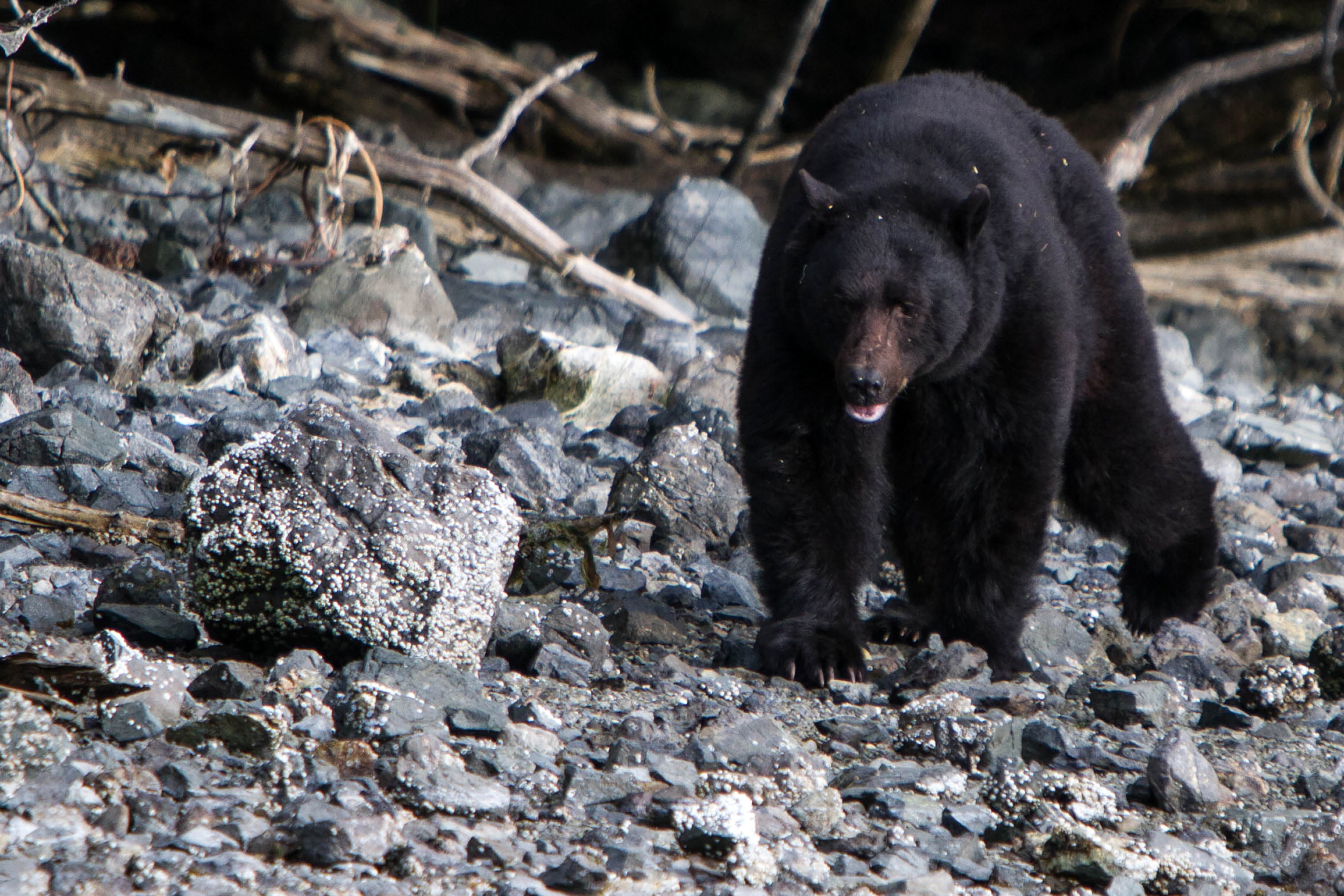 Black Bear