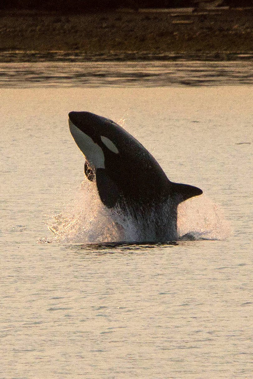 Orca