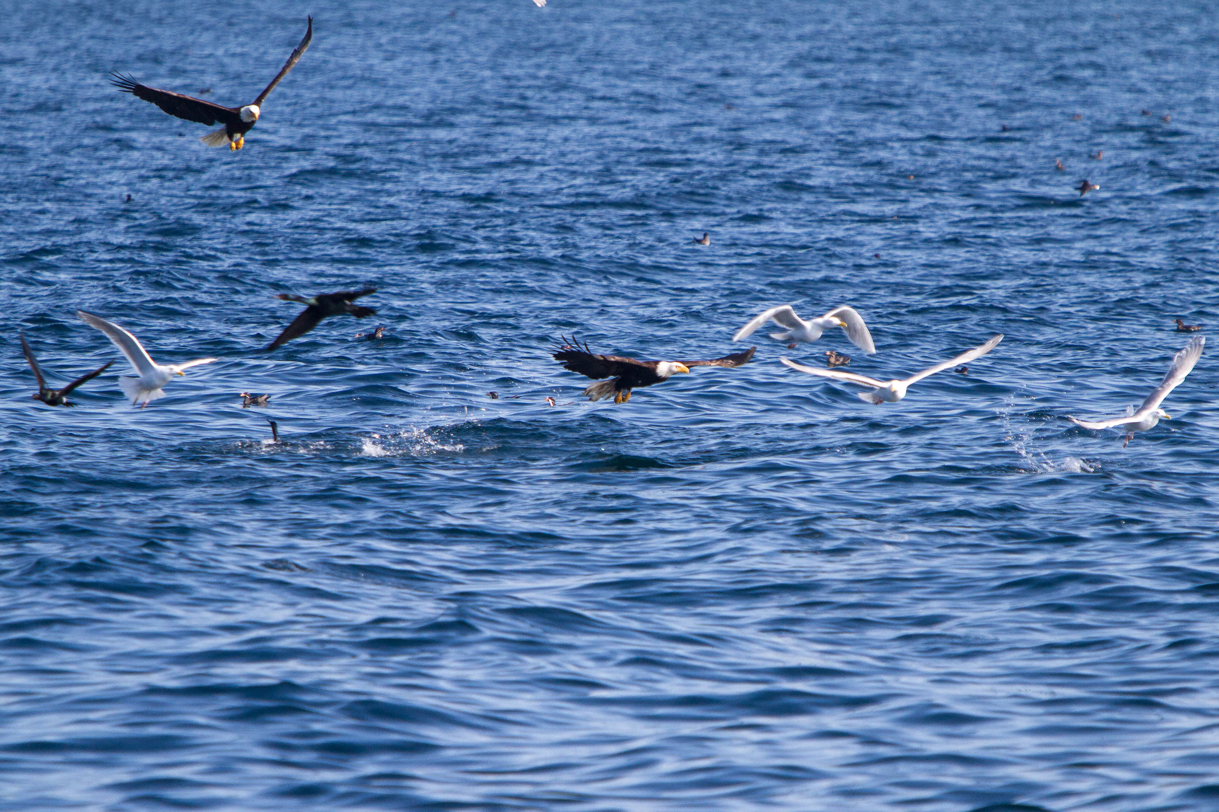 Feeding Frenzy