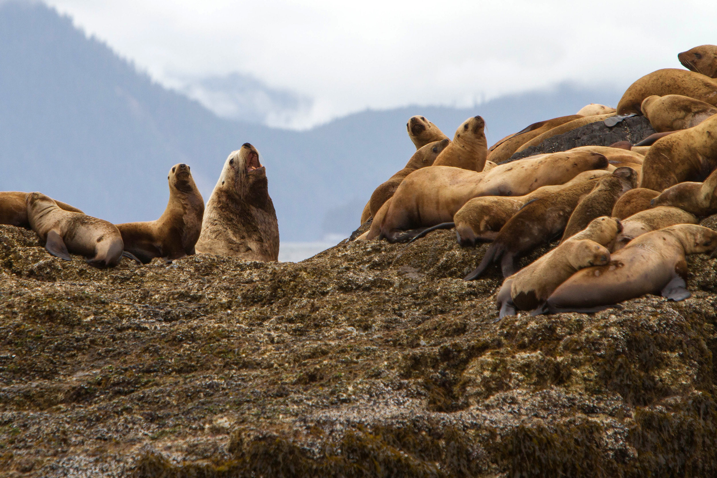 Stellar Sealion