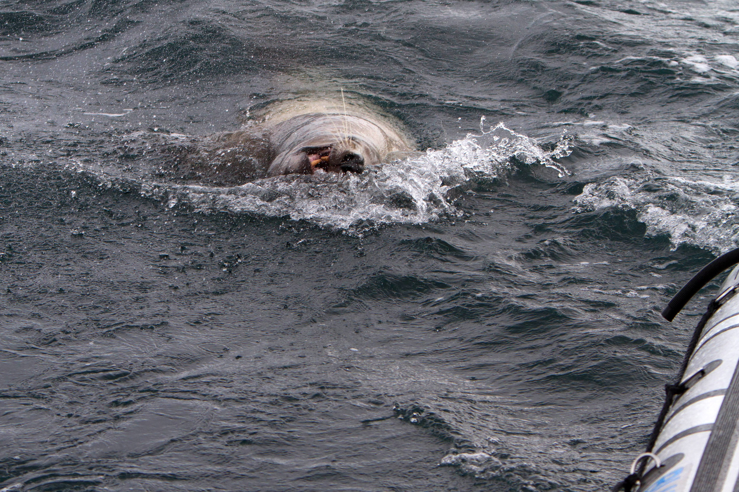 Stellar Sealion