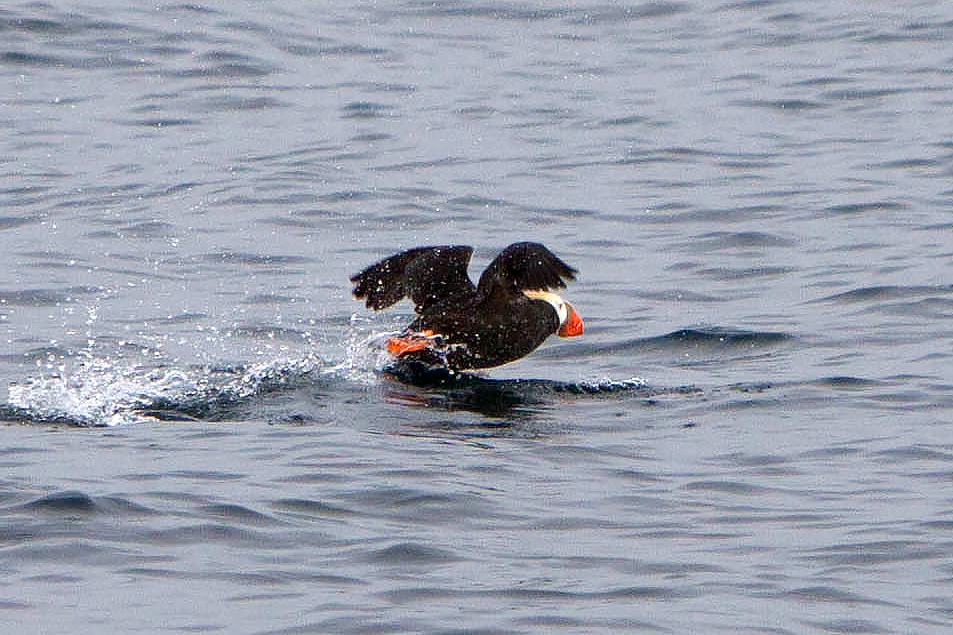 Tufted Puffin