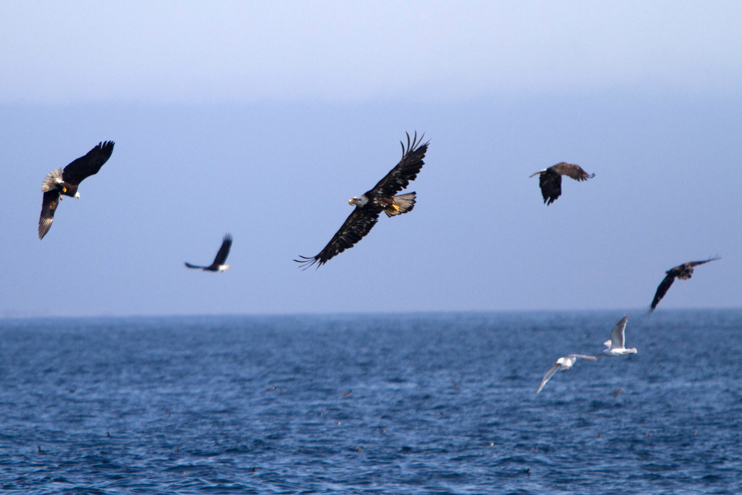 aIMG_6010.jpg