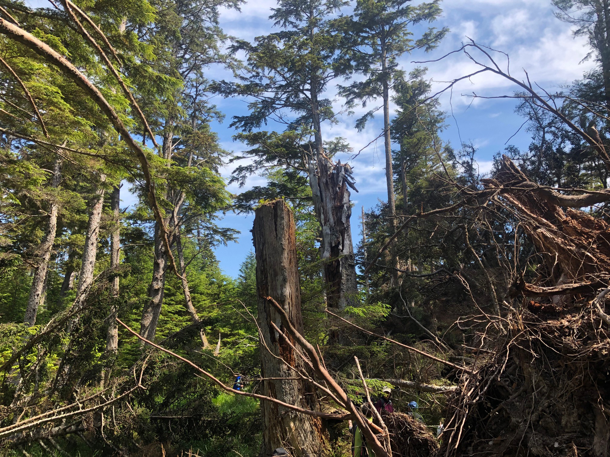 Blow down from Dec storm