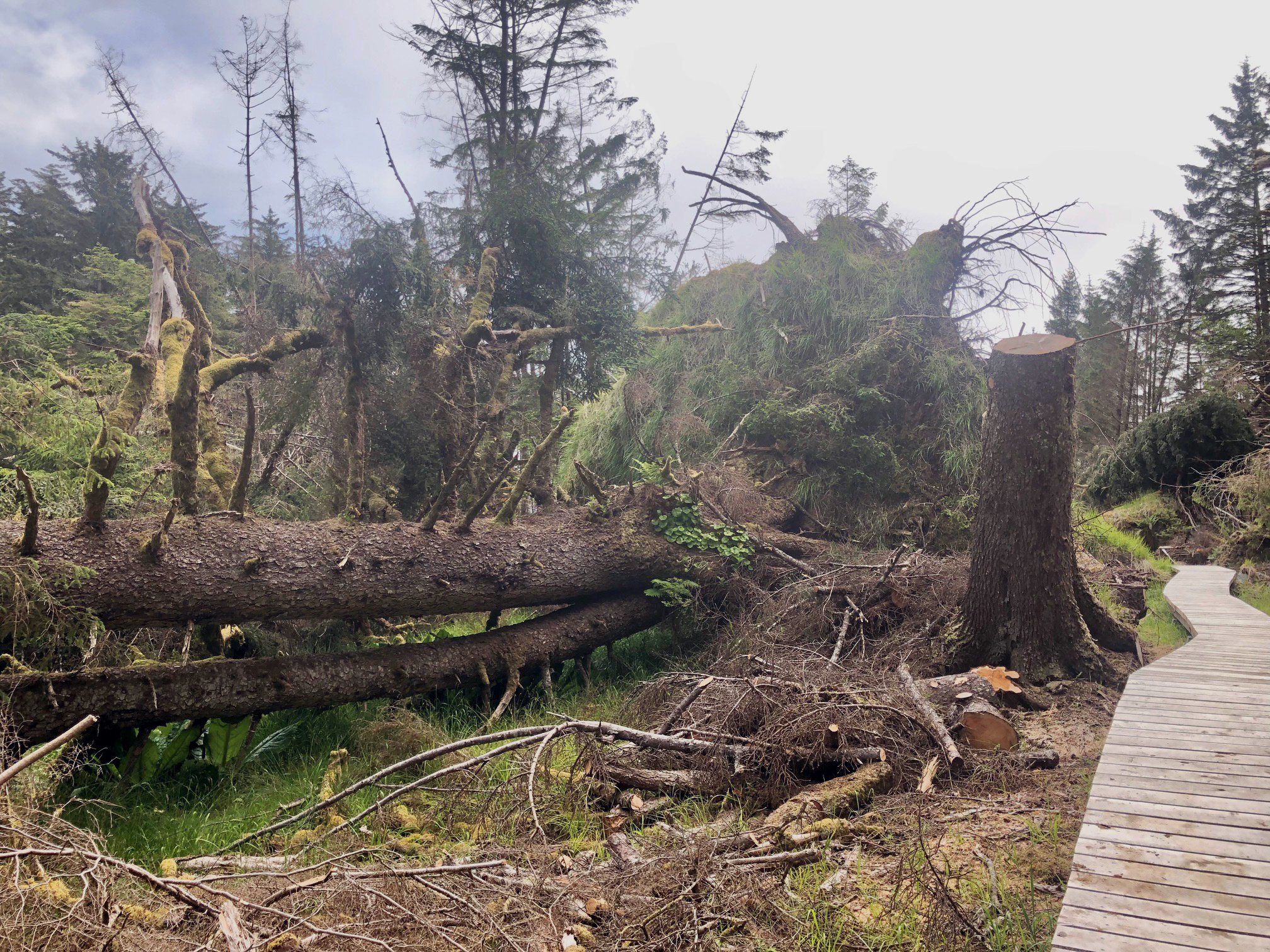 Blow down from Dec storm