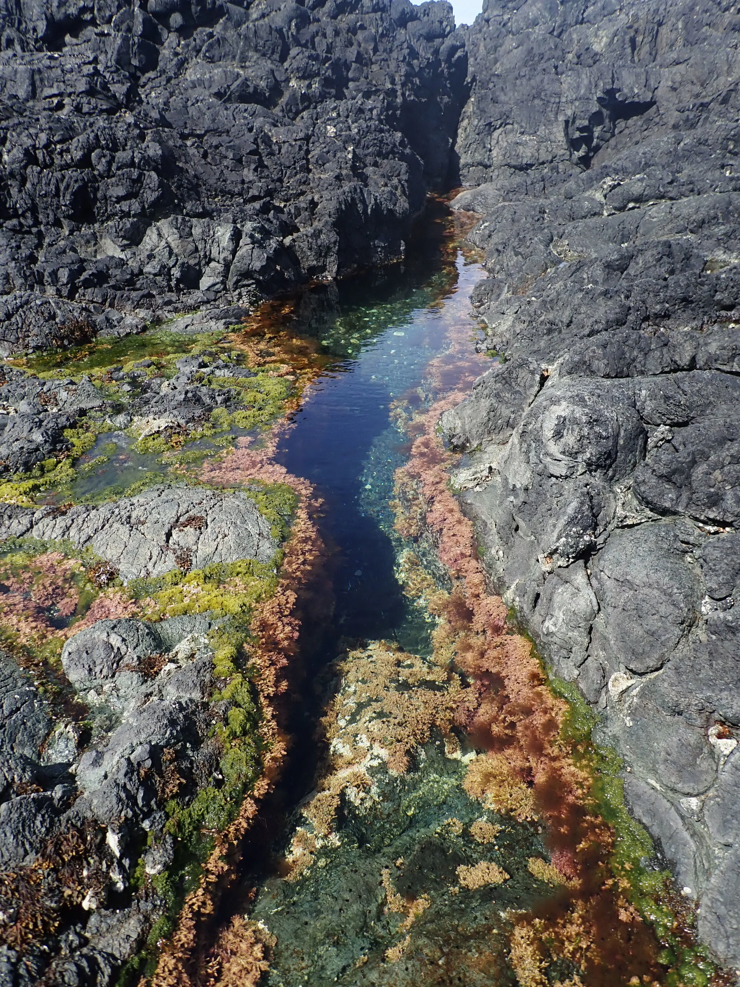 Tide Pool