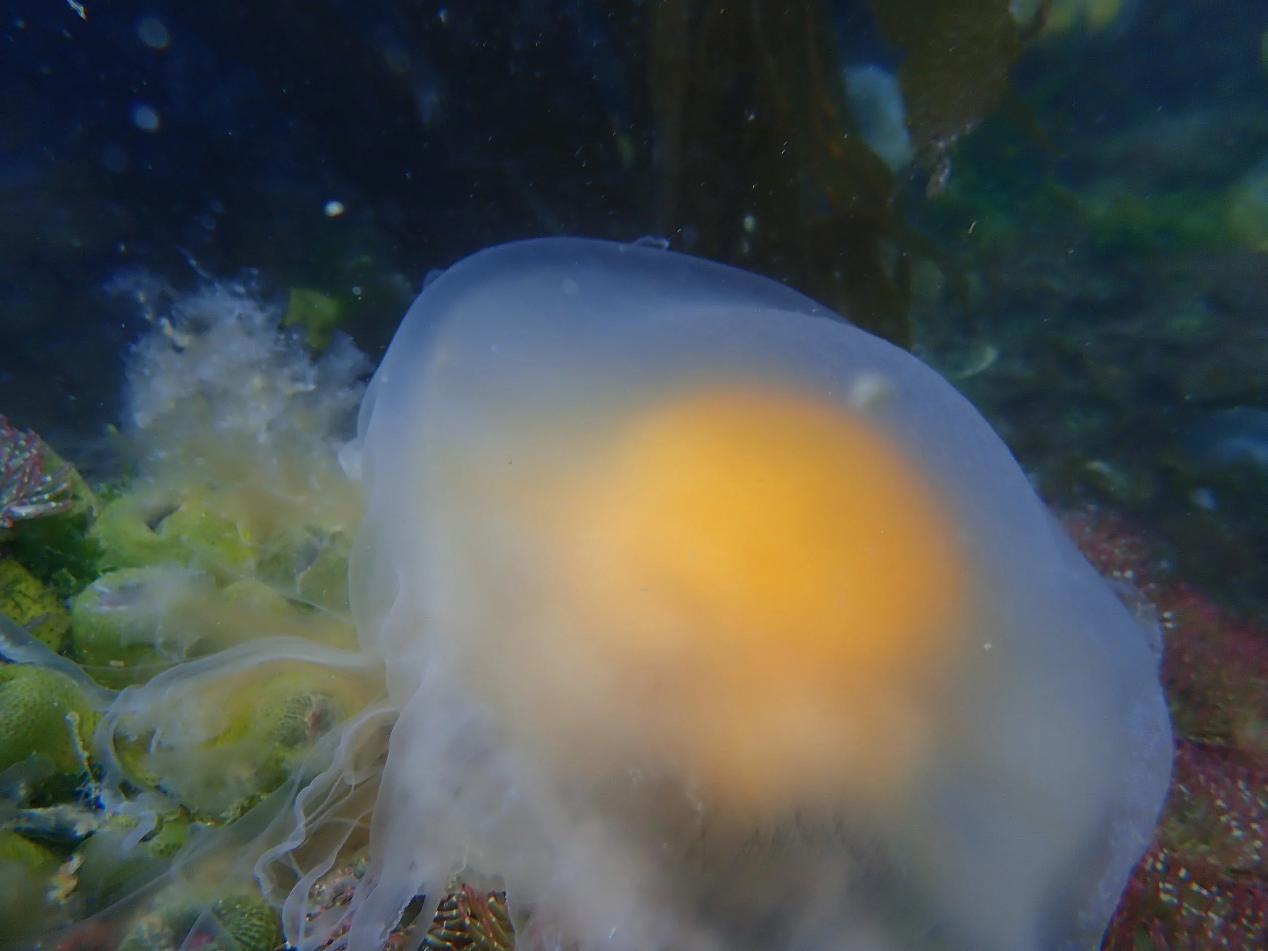 Fried Egg Jellyfish