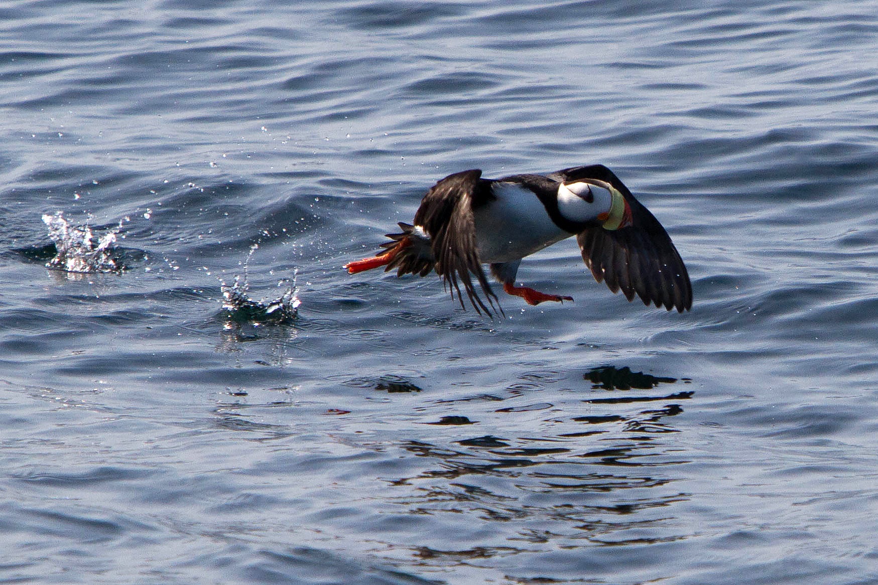 Horned Puffin