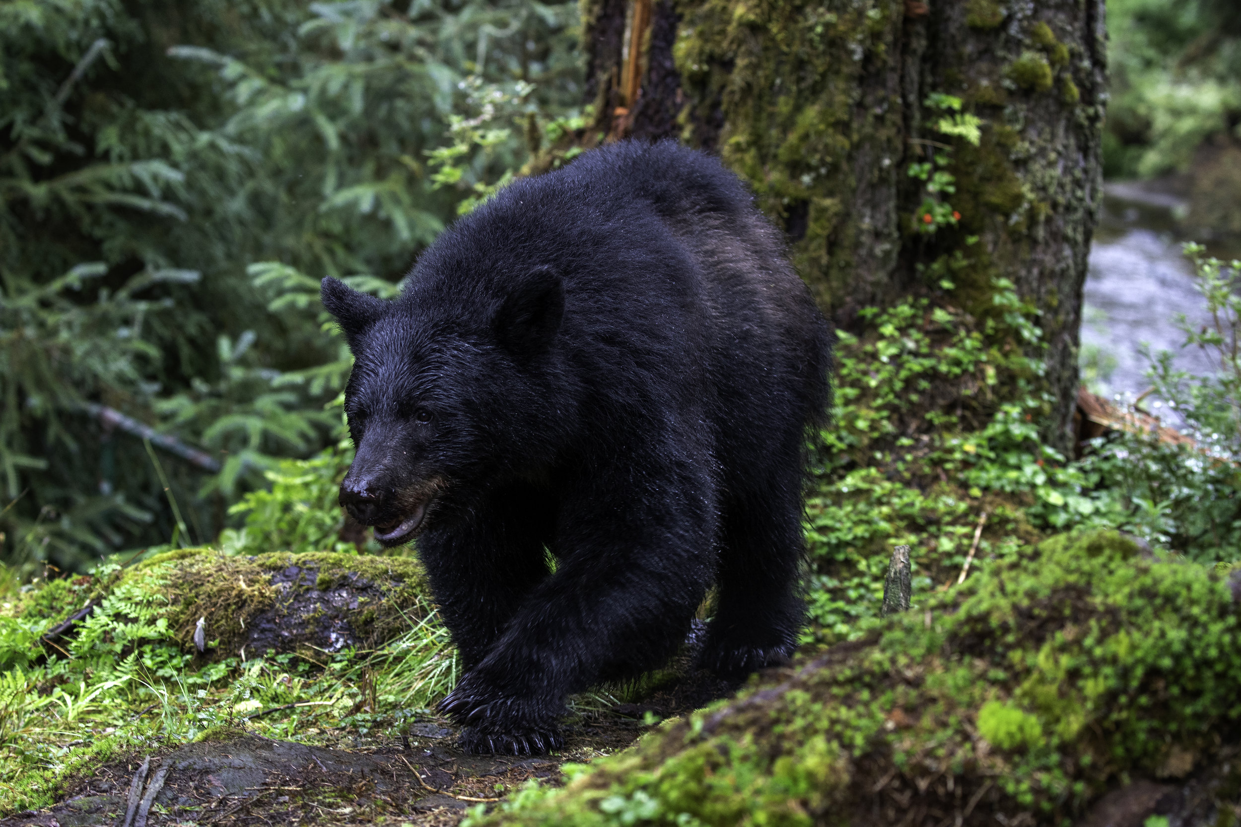 Black Bear
