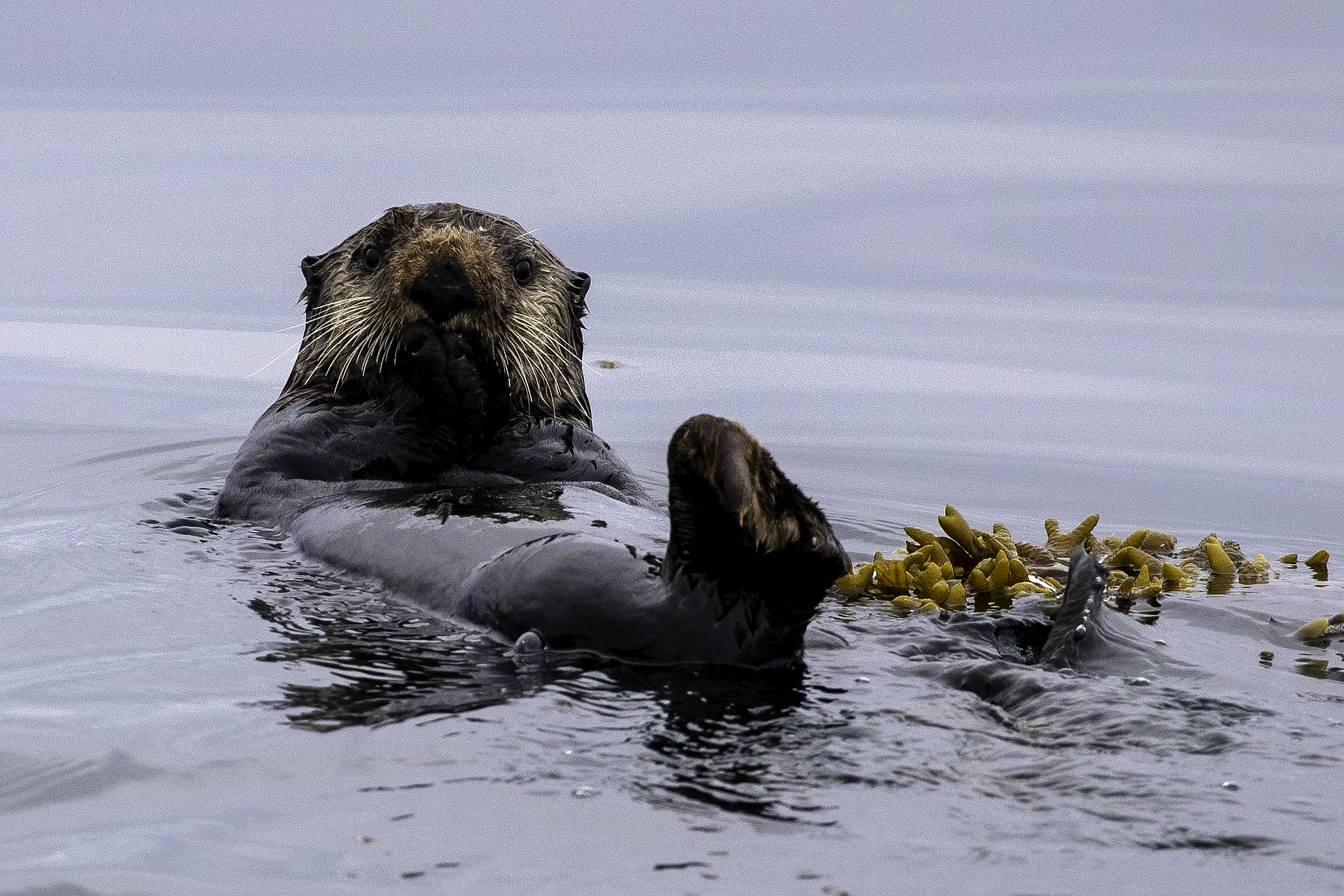 Sea Otter