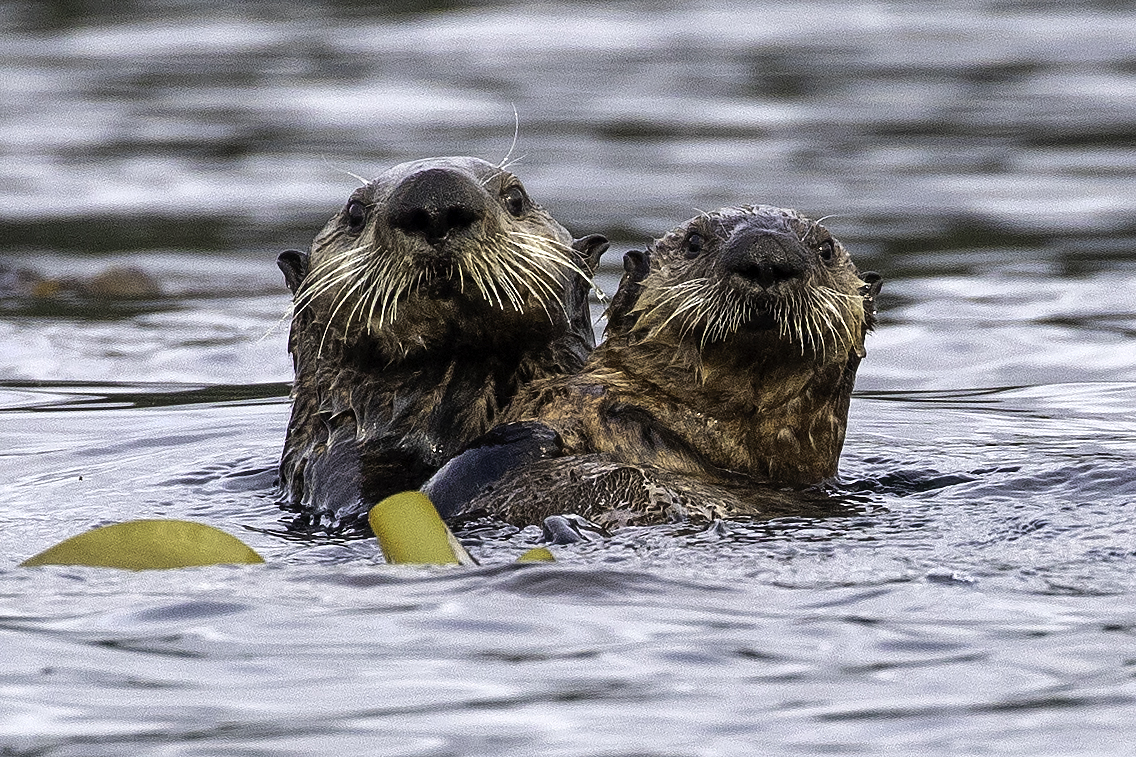 Sea Otter