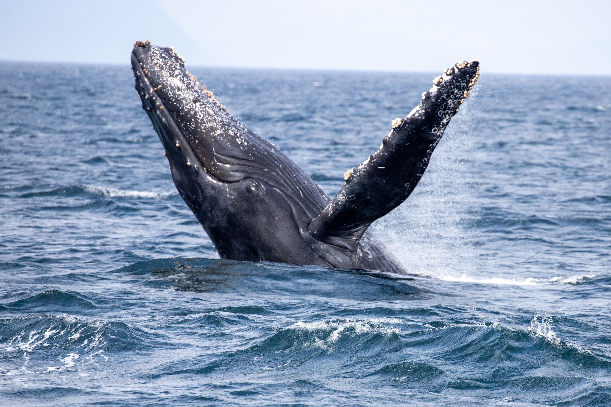 Humpback Whale