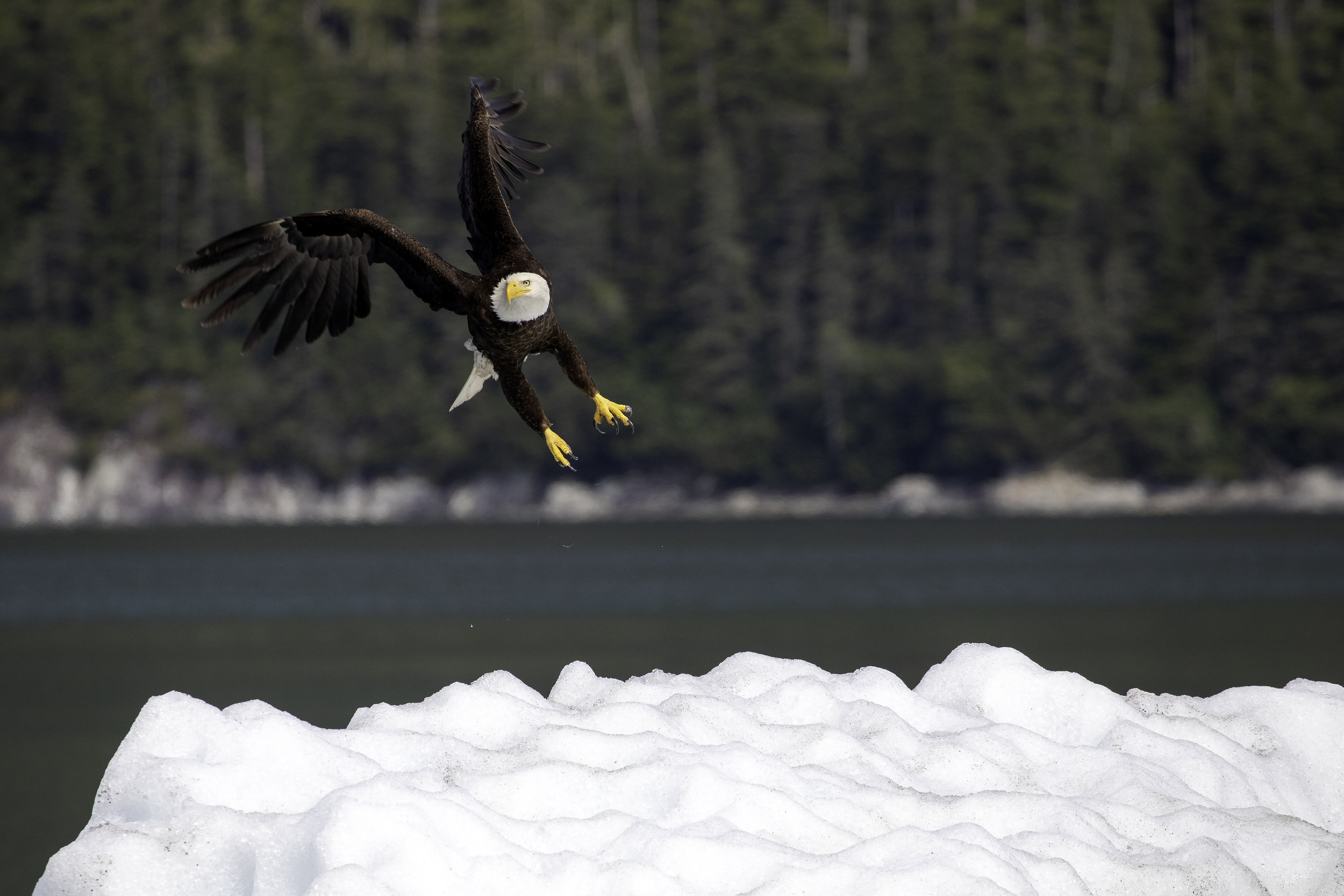 Bald Eagle