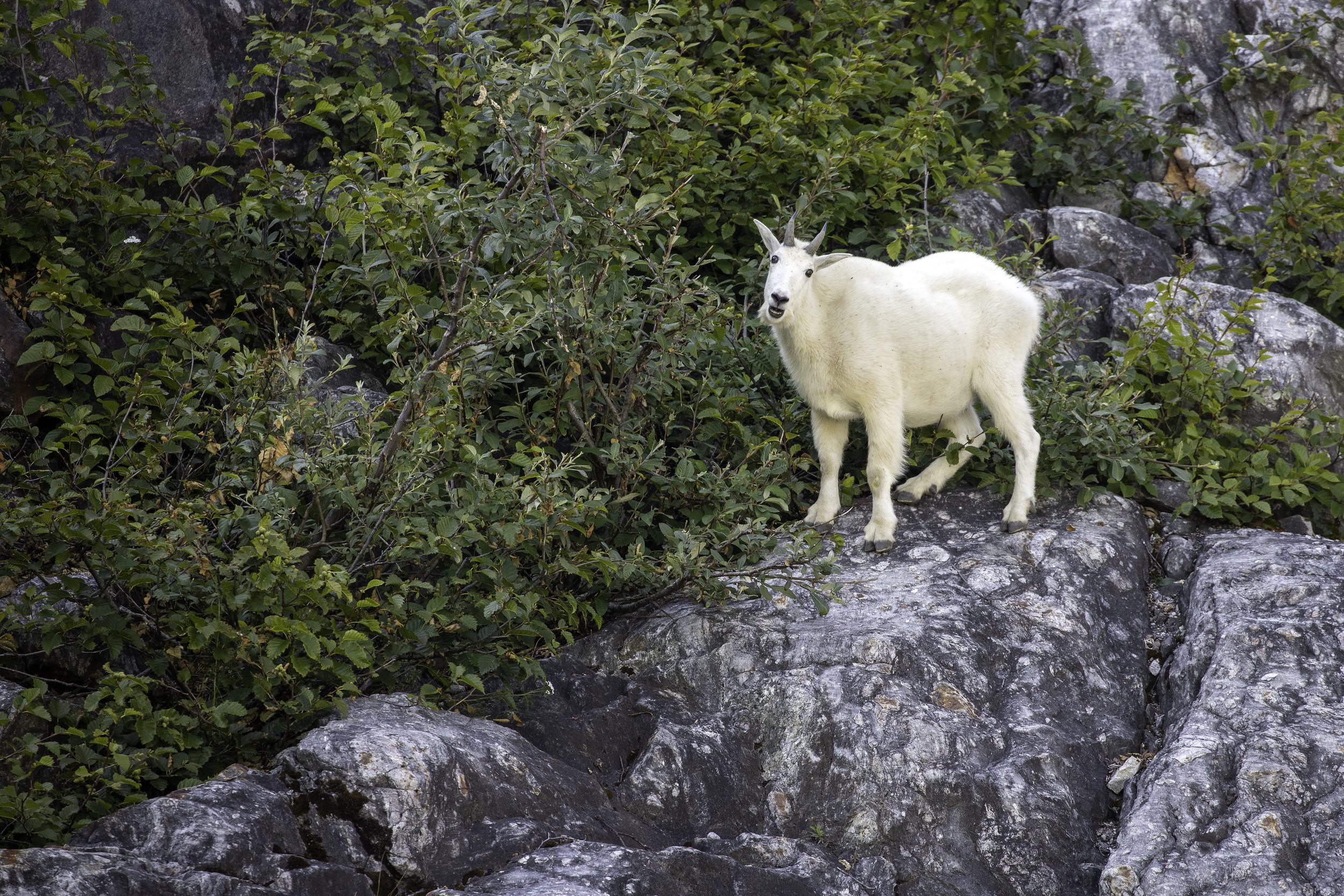 Mountain Goat