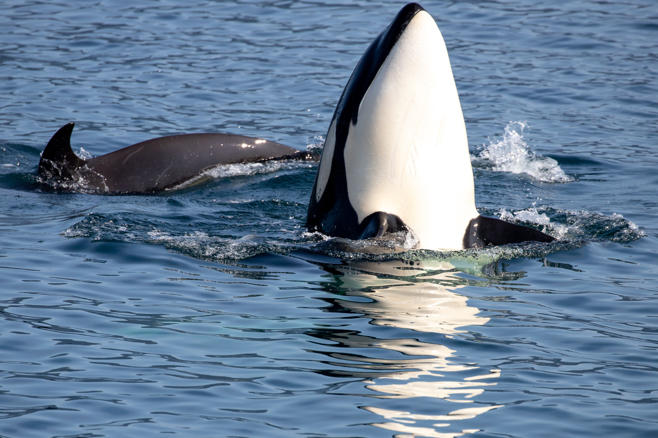 Orca