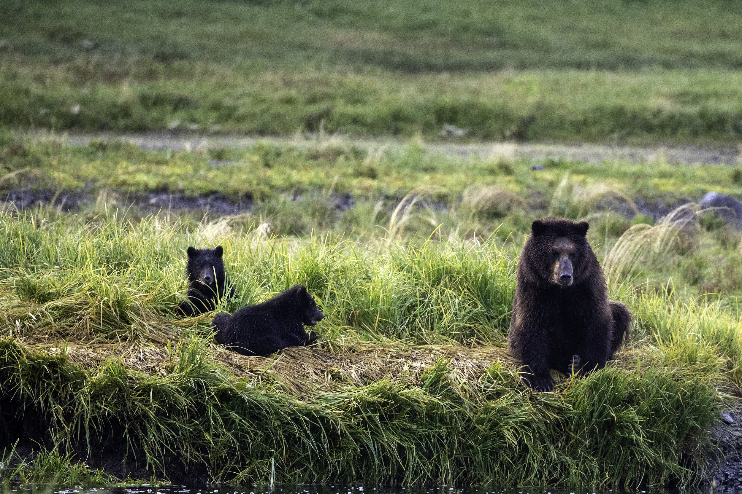 Grizzly mom and cubs