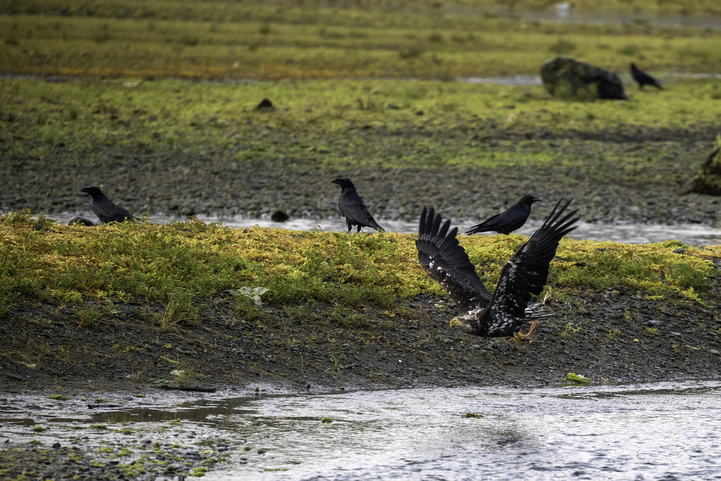 Juvenile Bald Eagle