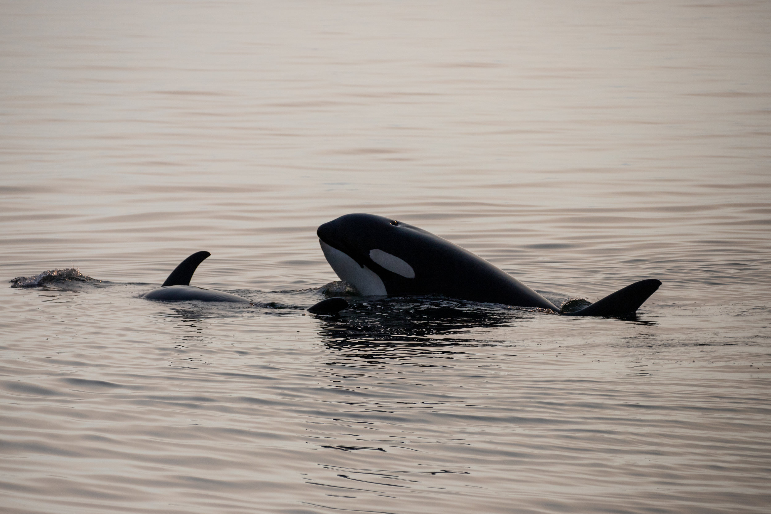 Orca