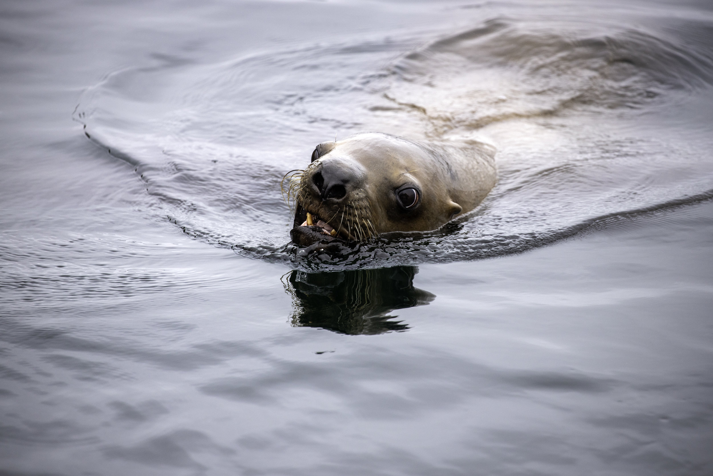 Juvenile Steller sea lions