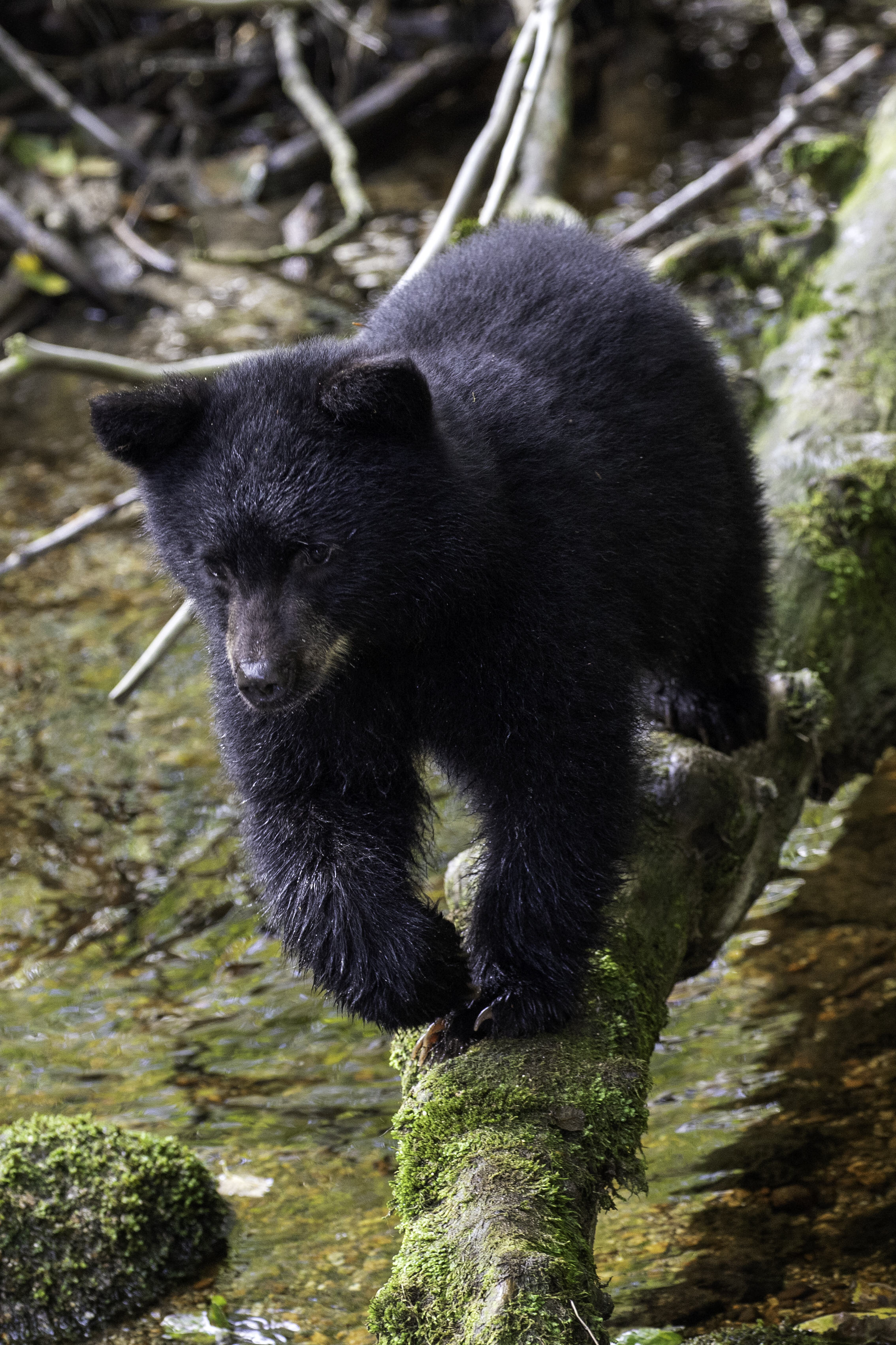 First year black bear cub