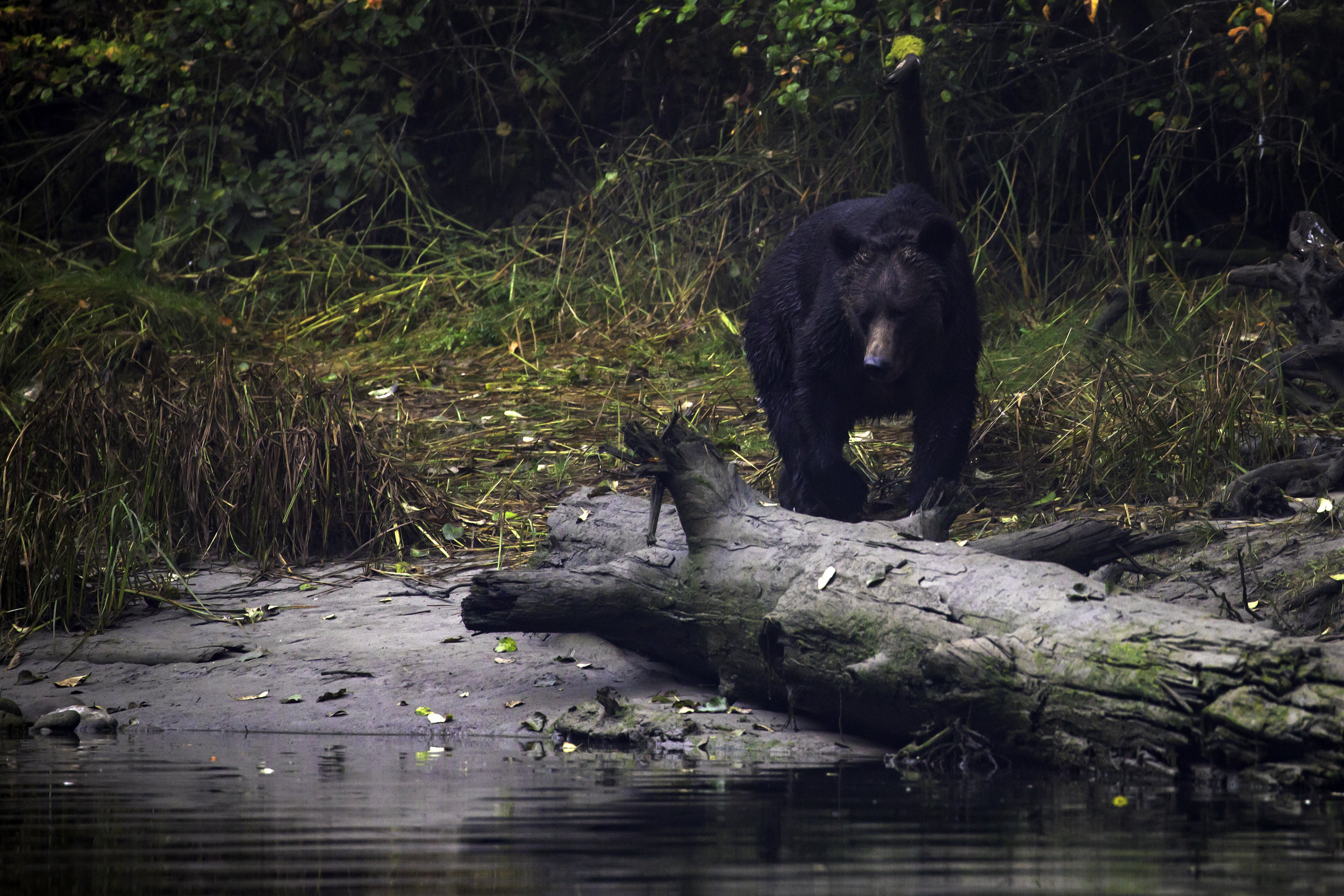 Grizzly mom