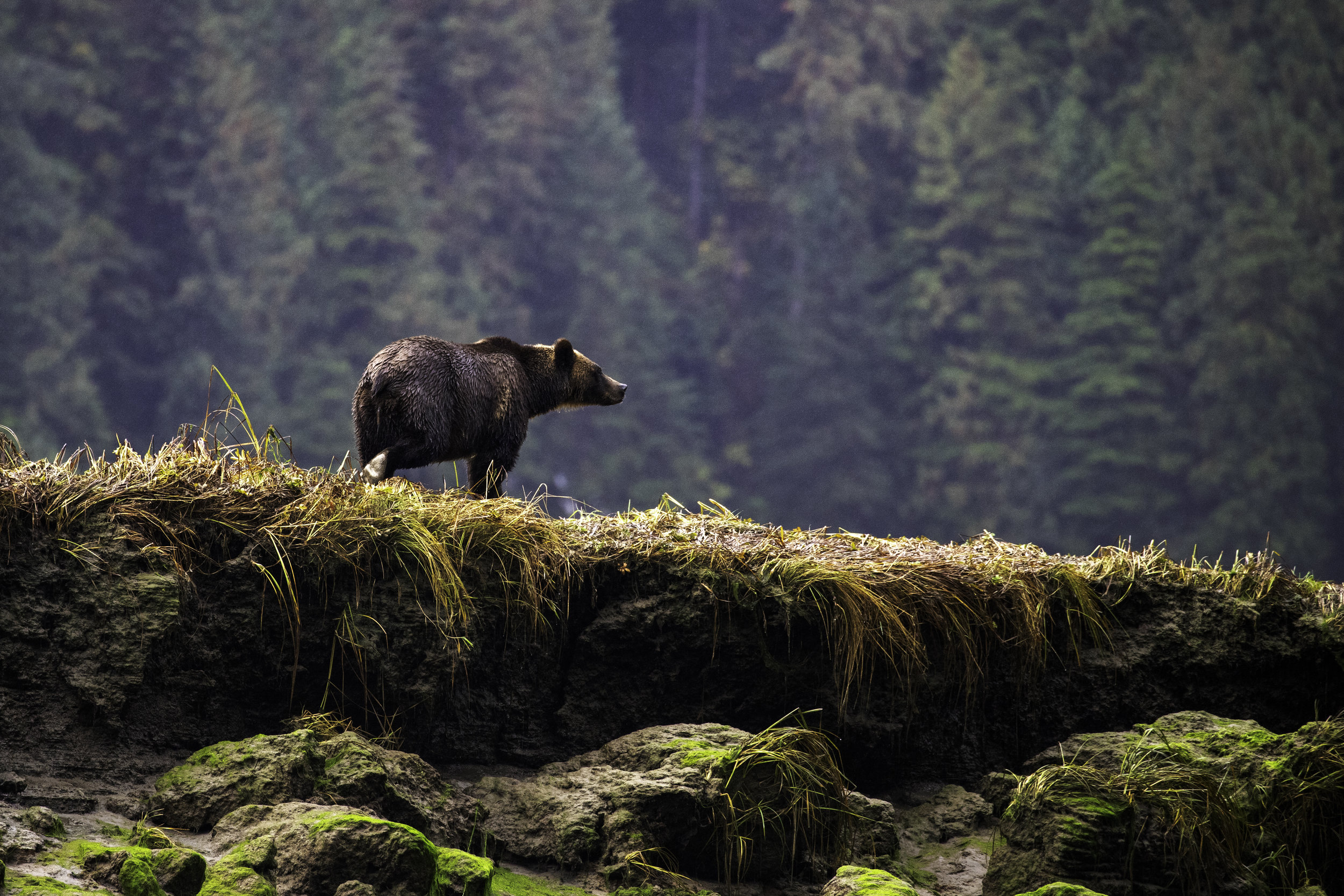 Grizzly in Khutze