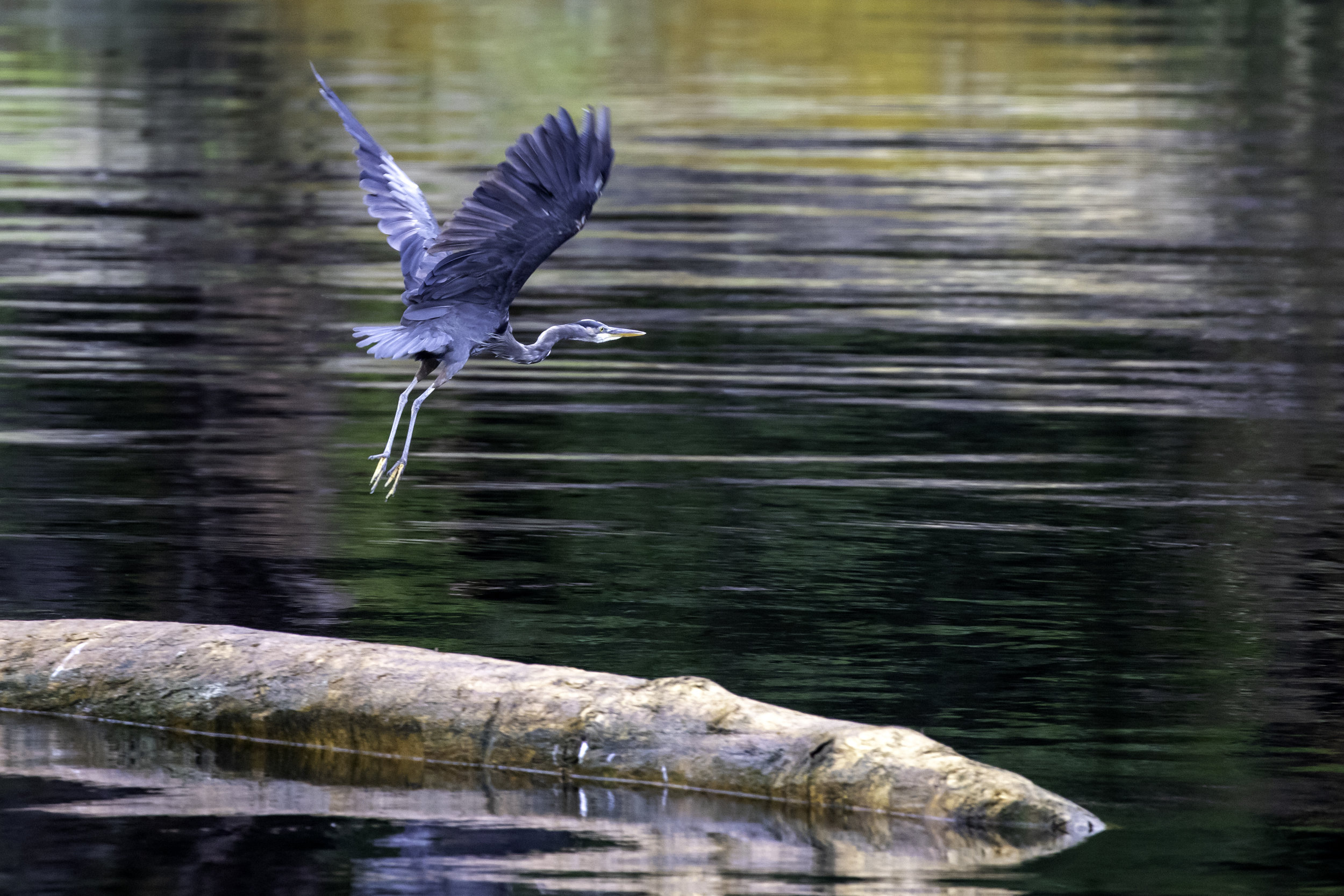 Great Blue Heron