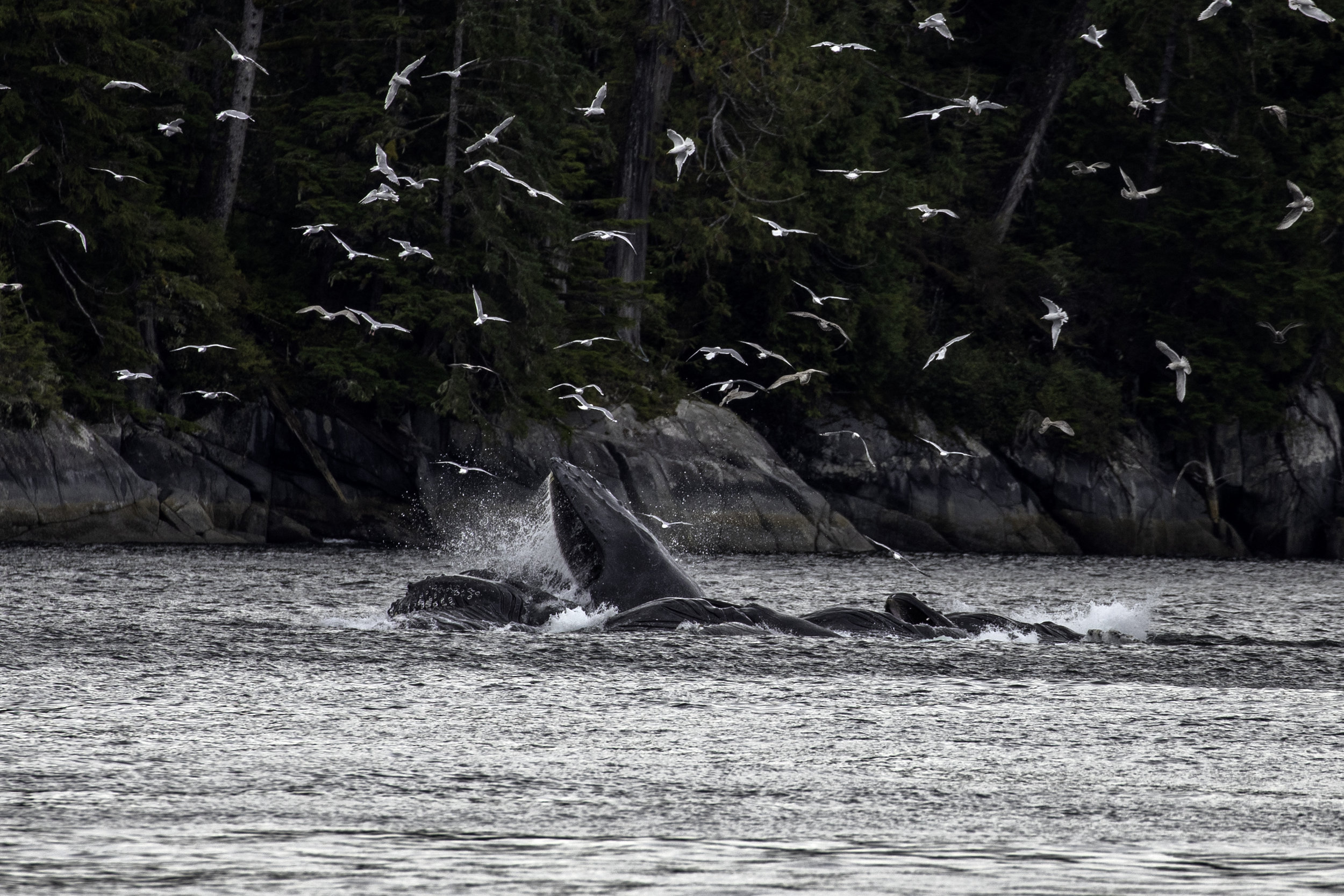Humpback Feeding