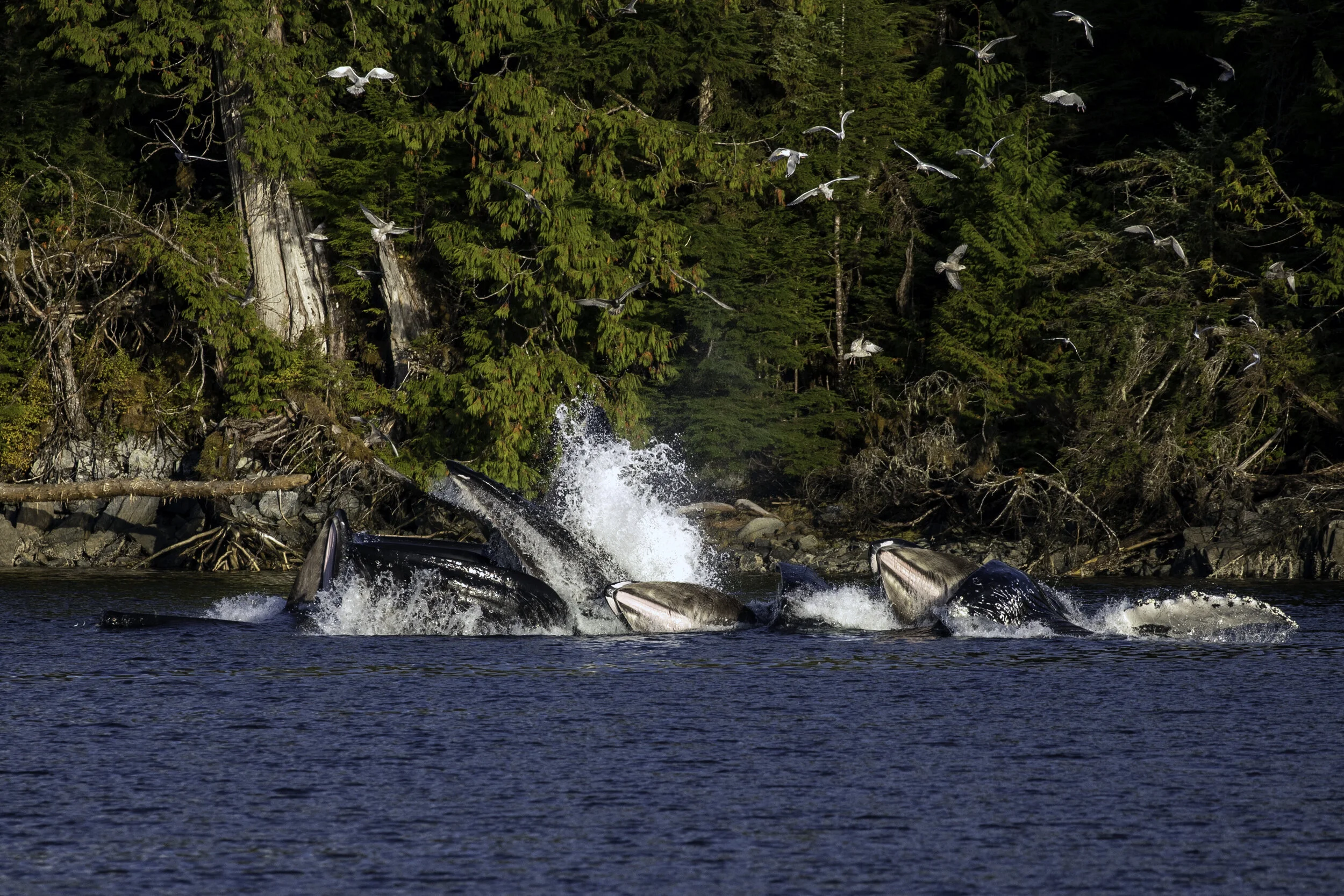 Humpback Bubble-net Feeding