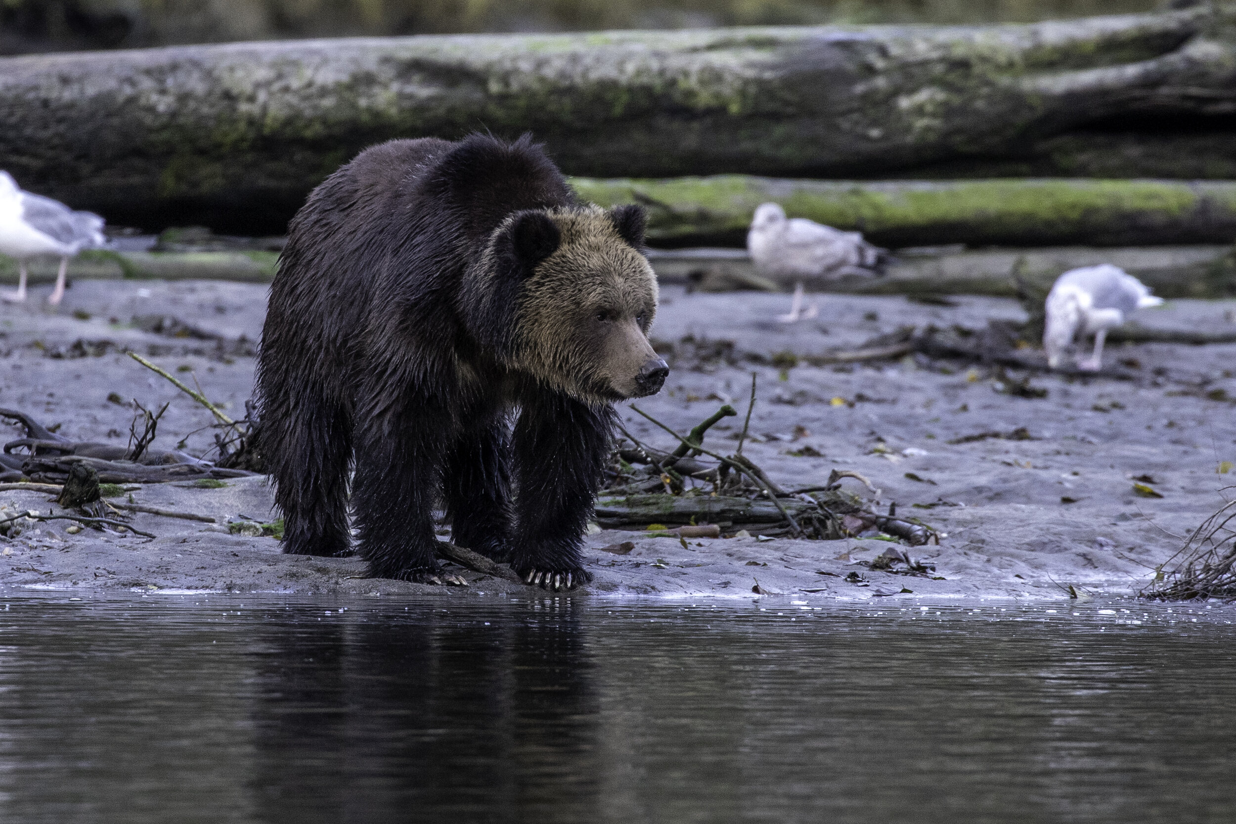 Young Grizzly